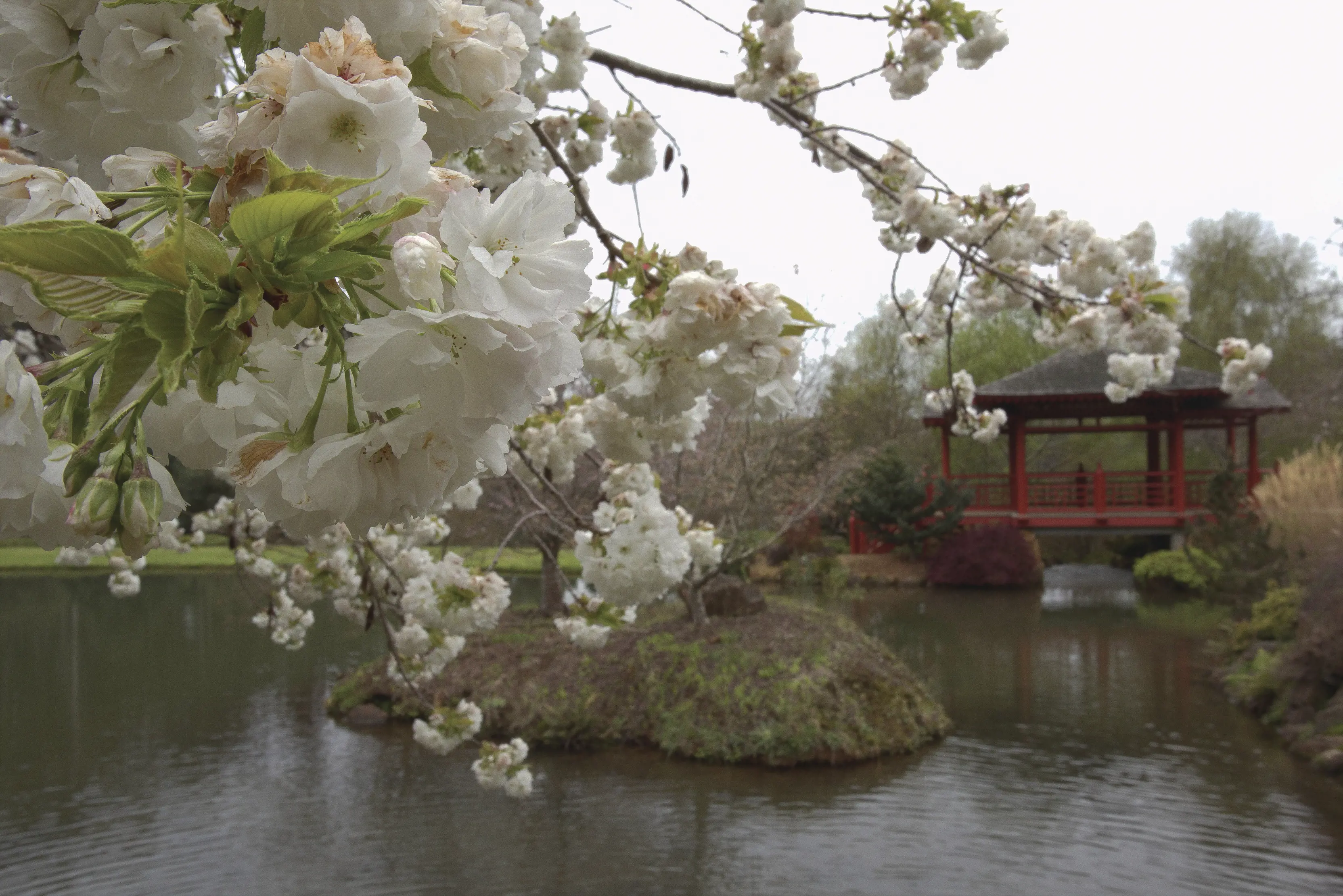 White flowers cascading over the view of the the Emu Valley Rhododendron Garden.