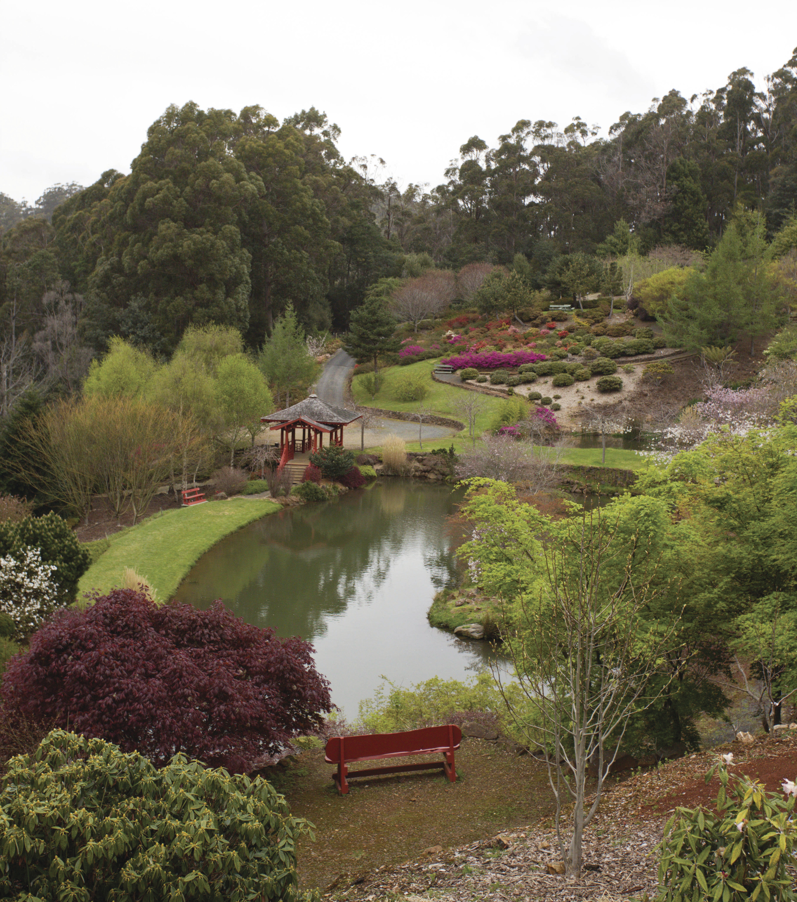 Beautiful, lush greenery at the Emu Valley Rhododendron Garden.