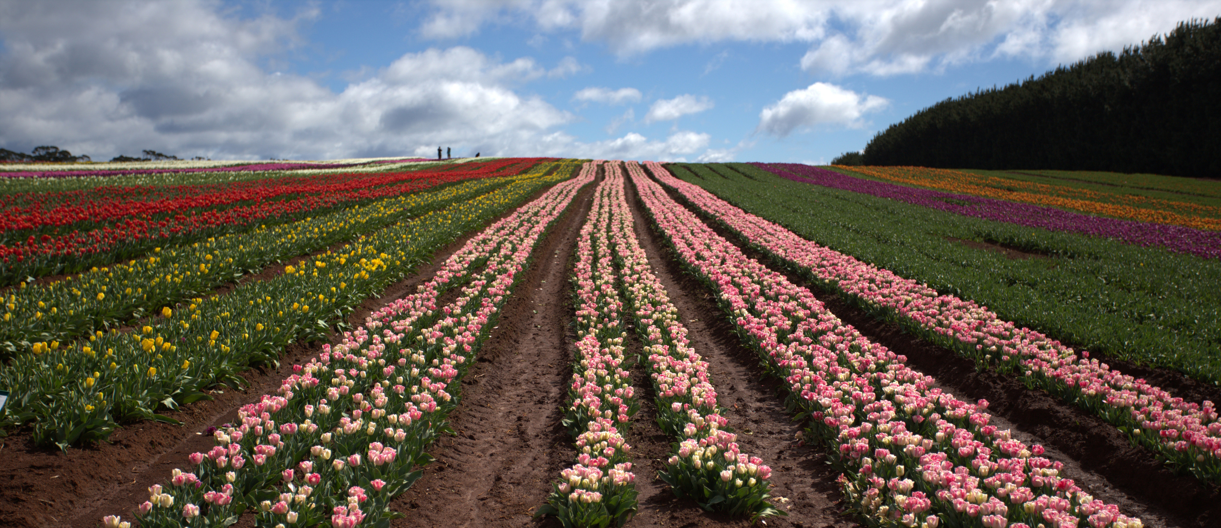 A wide angle image of rows of different colourful and vibrant tulips fill the farm with two people in the background, located in the Table Cape.