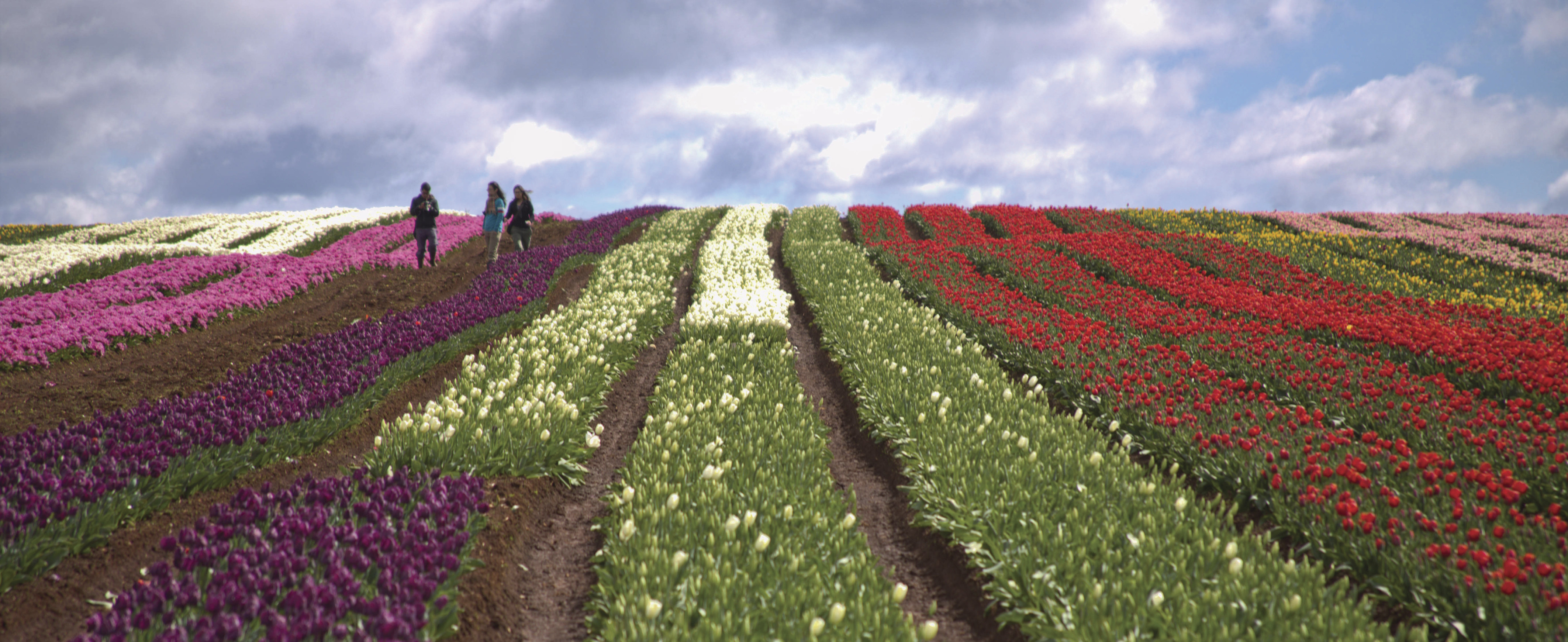 Image of rows of different colourful and vibrant tulips fill the farm with three people walking through the field, located in the Table Cape.