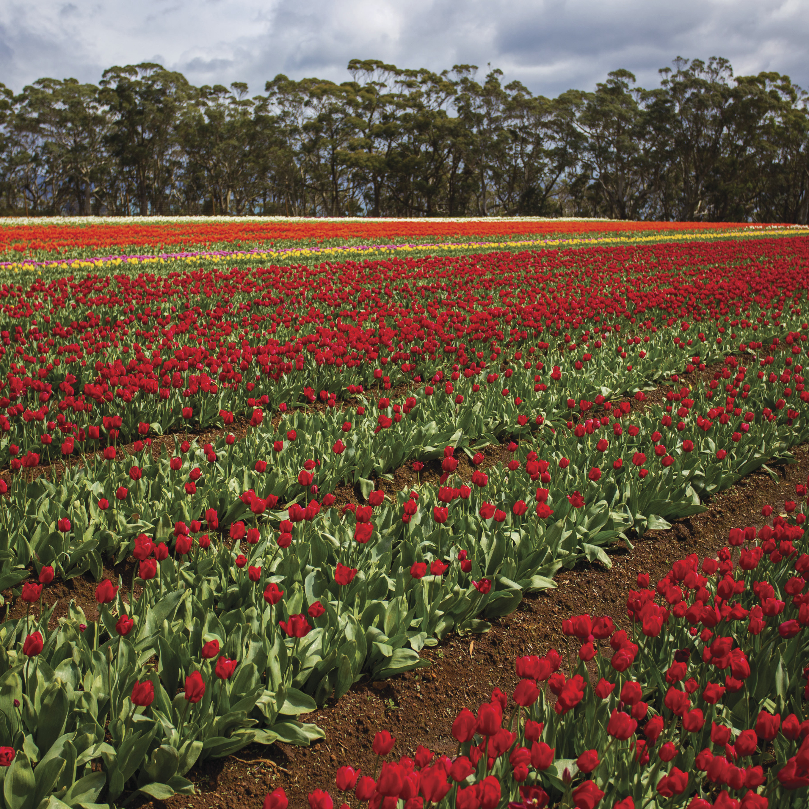 Rows full of vibrant red tulips fill the farm located in the Table Cape.
