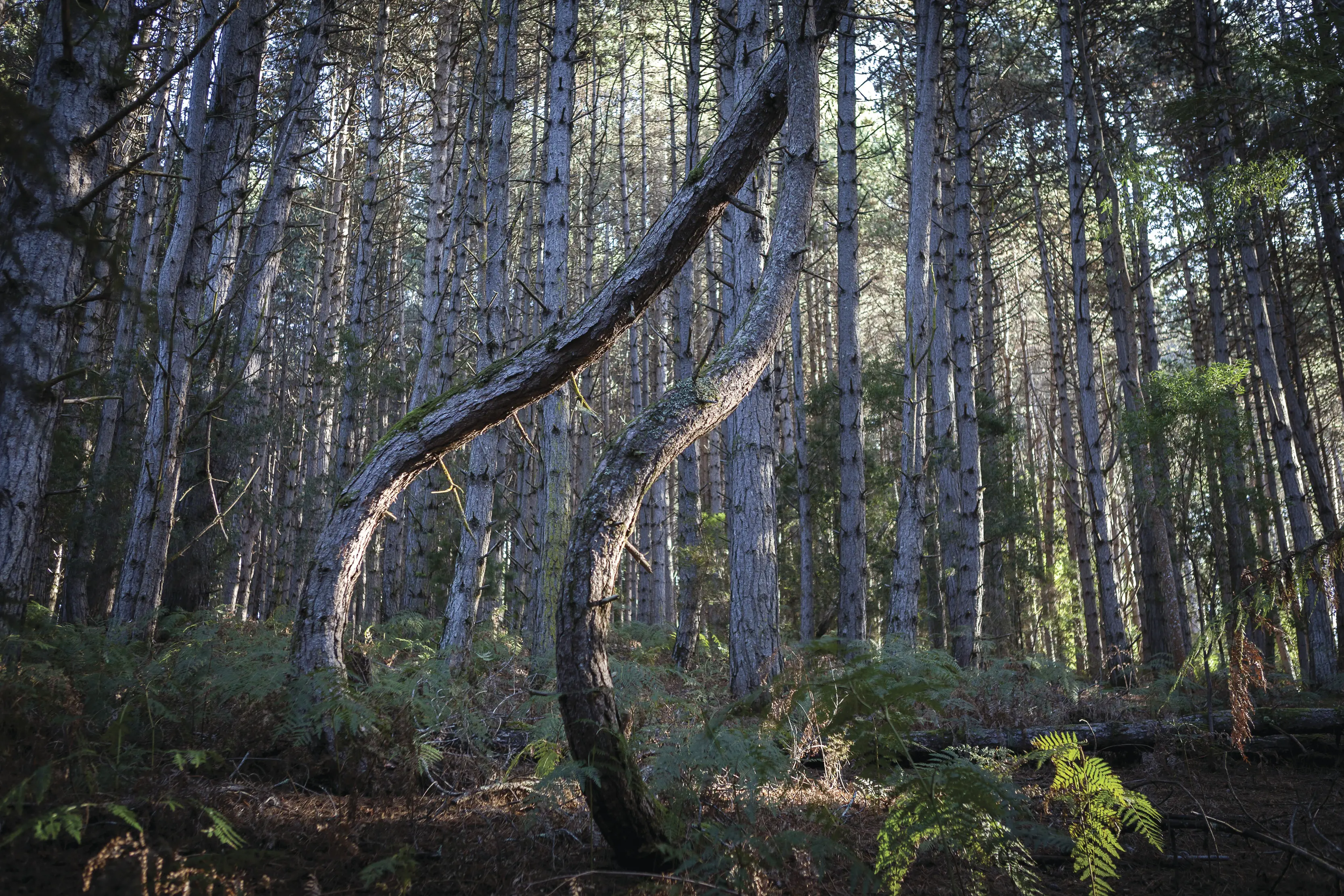 Wide angle image of a number of tall trees in the Stoodley Forest Track.