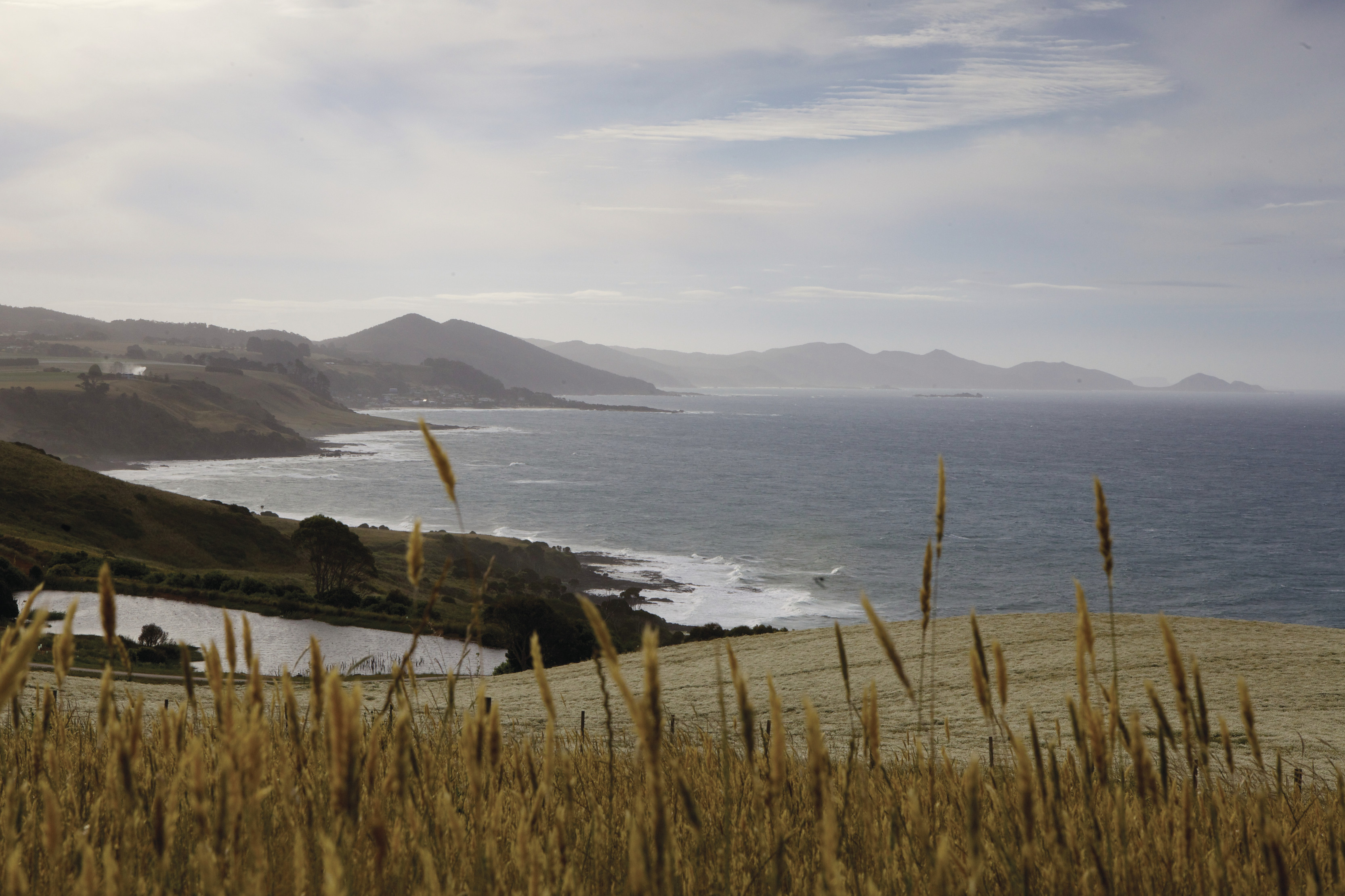 A Picturesque image of Table Cape. A stunning coastline captured through a valley of reeds.