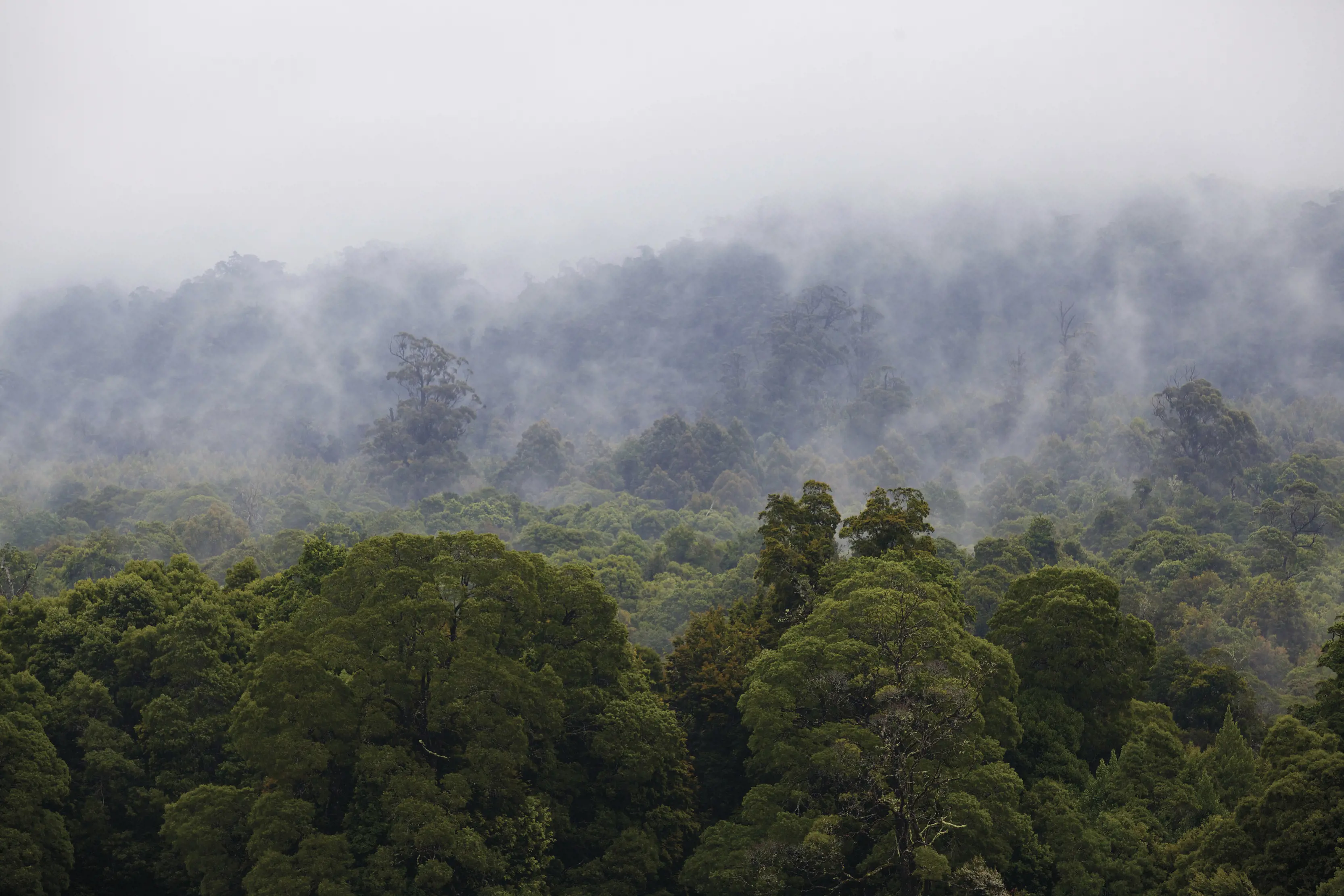 Breathtaking Aerial image of the dense lush forest of Tarkine, covered by light, low cloud.