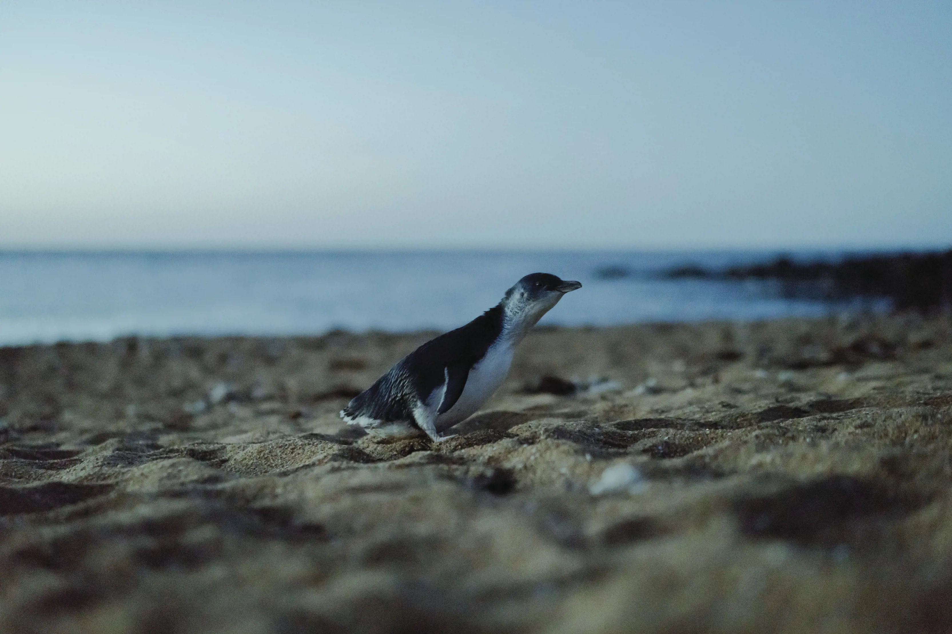 A moody image of a lone Little Penguin, walking across the sand with the ocean in the background..