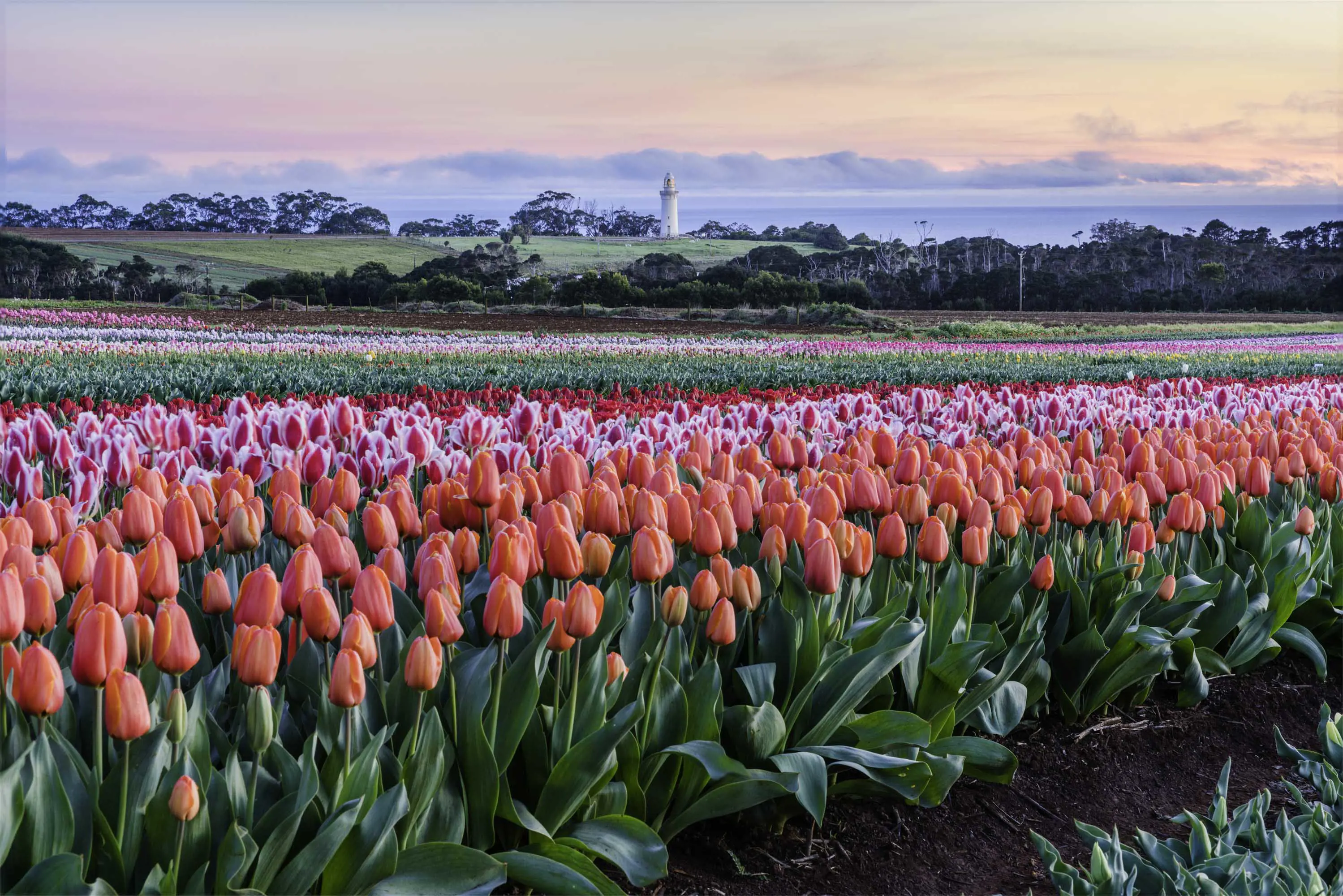 Bright red tulips stand in a row in a large field, with a light house in the background at sunset.