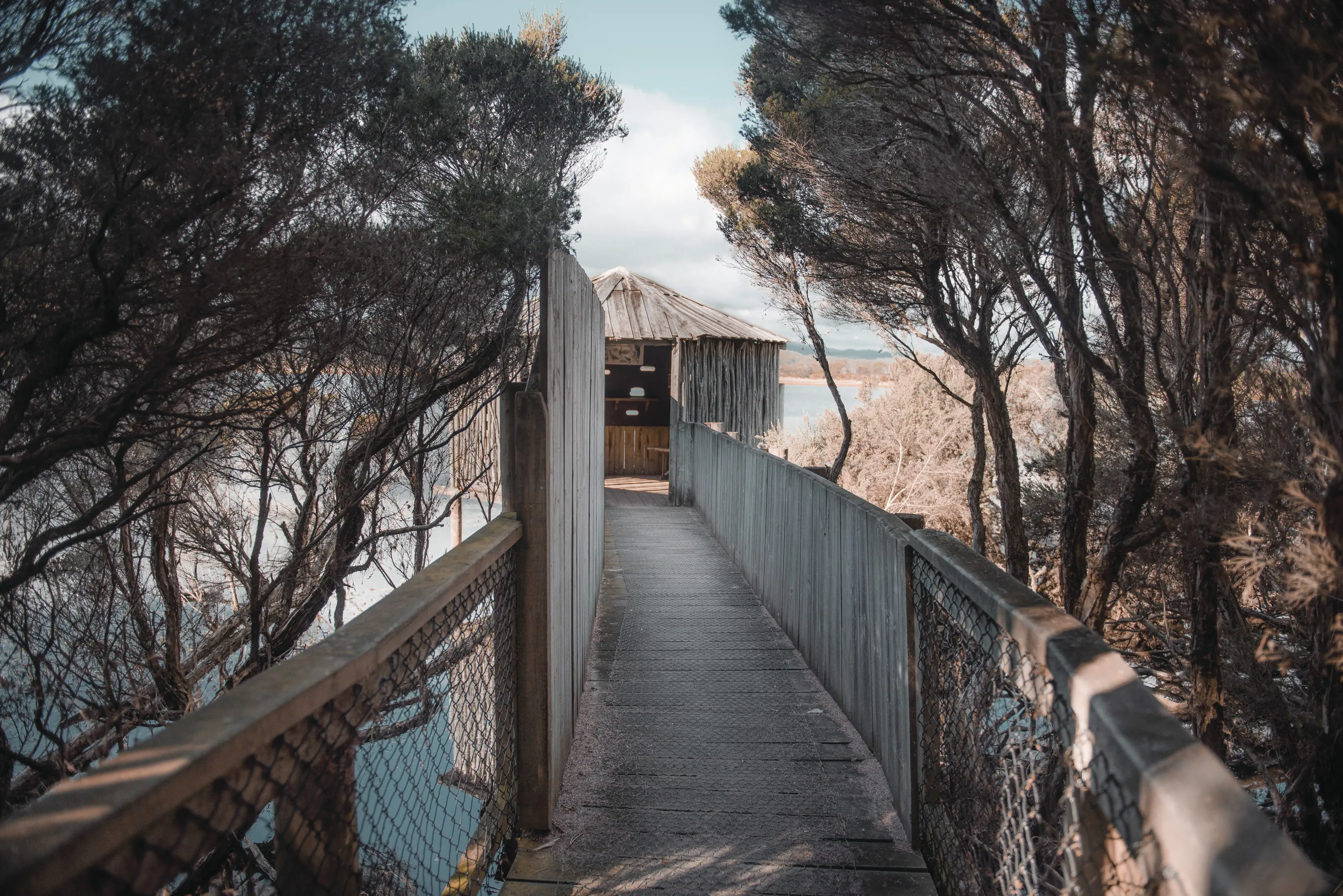 Image of a tranquil boardwalk that leads to the Lagoon Bird Hide, surrounded by trees.