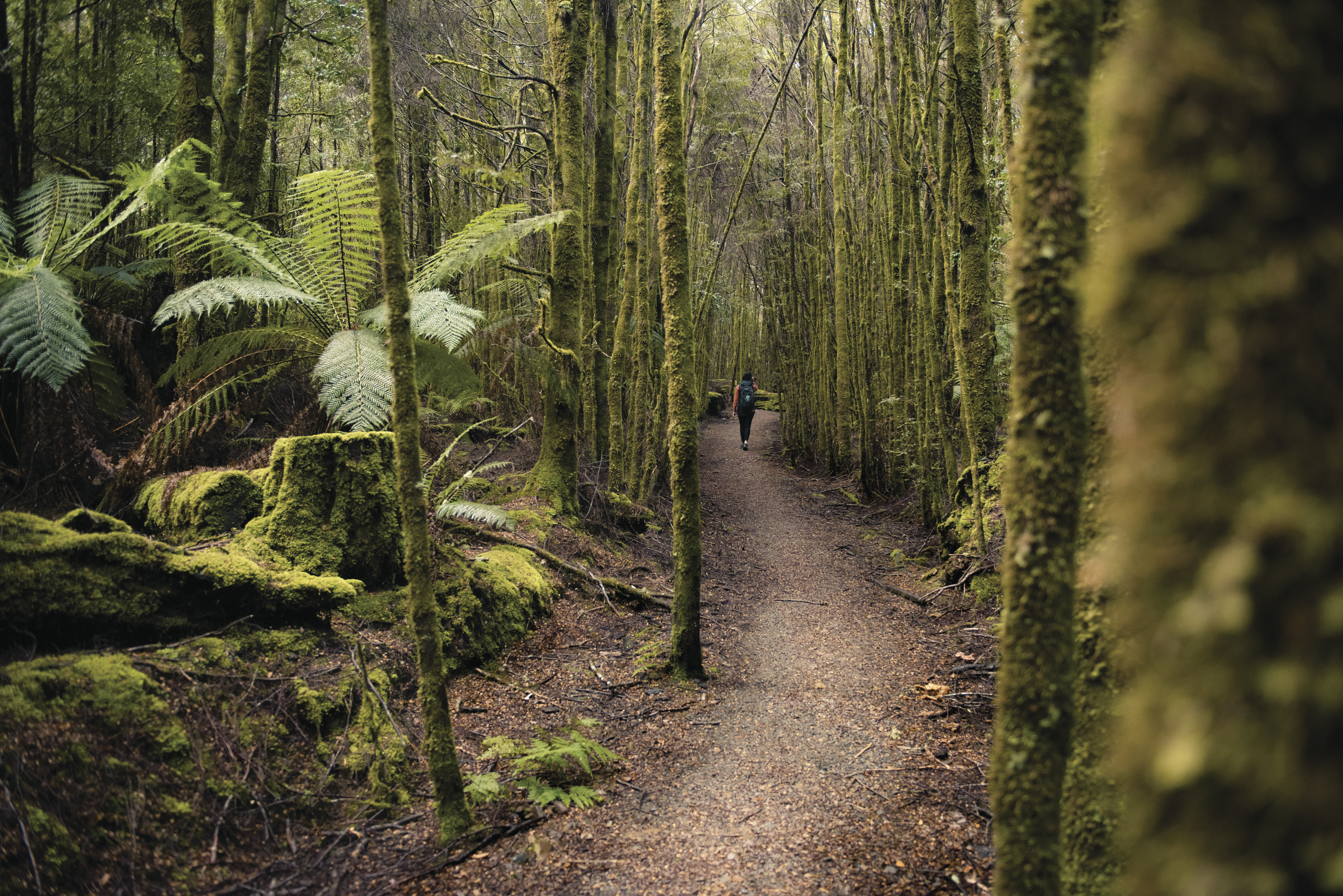 Person walking through a dense, lush green walking track to Philosopher Falls.