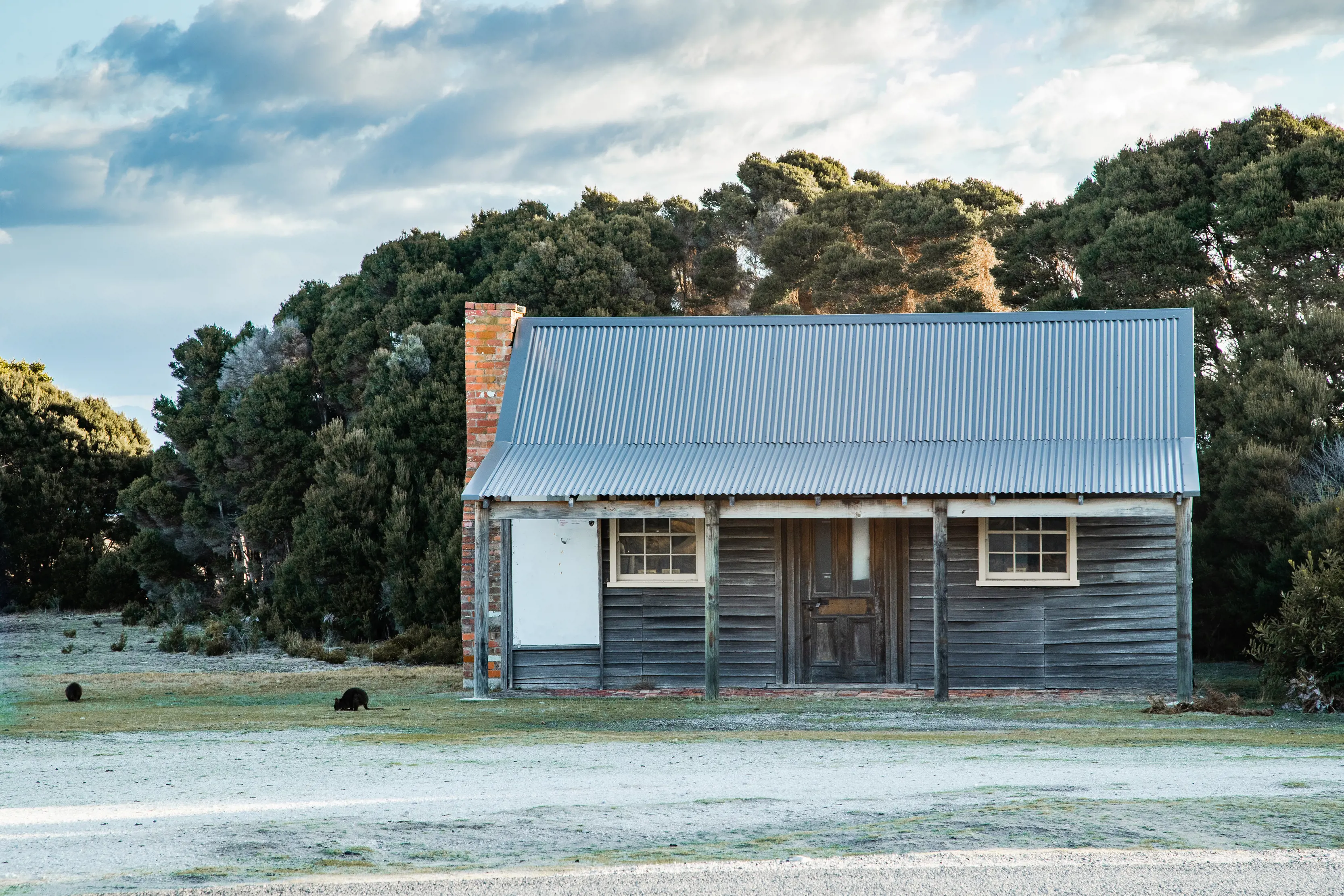 Kangaroos outside near a lodge on Springlawn, located in Narawntapu National Park.