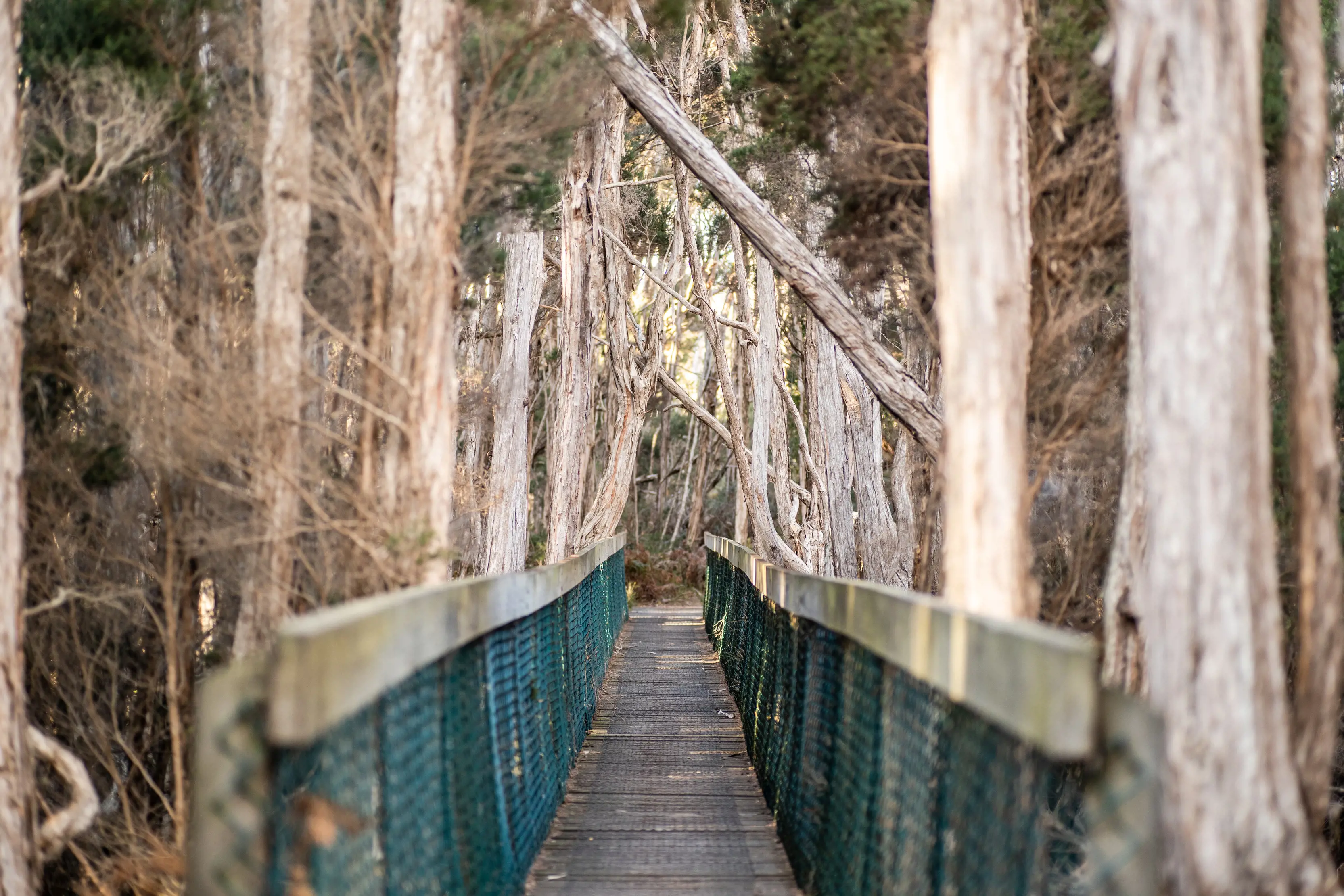 Image of tranquil boardwalk on the Bird Hide Walk, surrounded by trees.