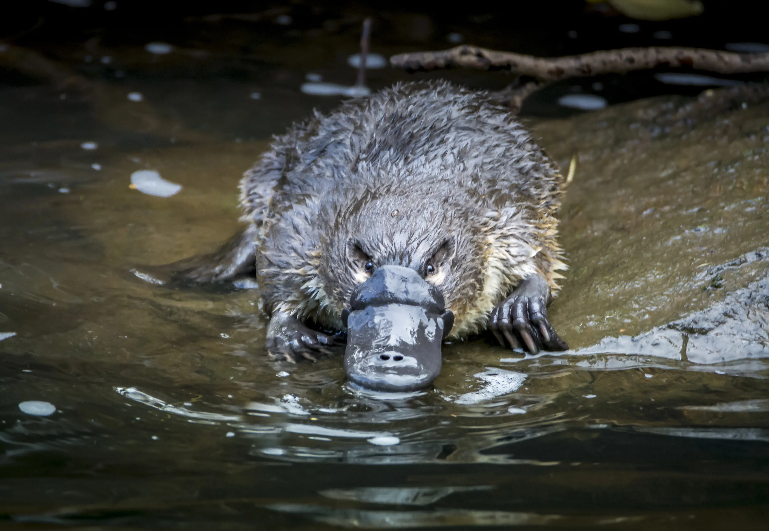 Dramatic close up image of a Platypus resting on a rock, in the water.