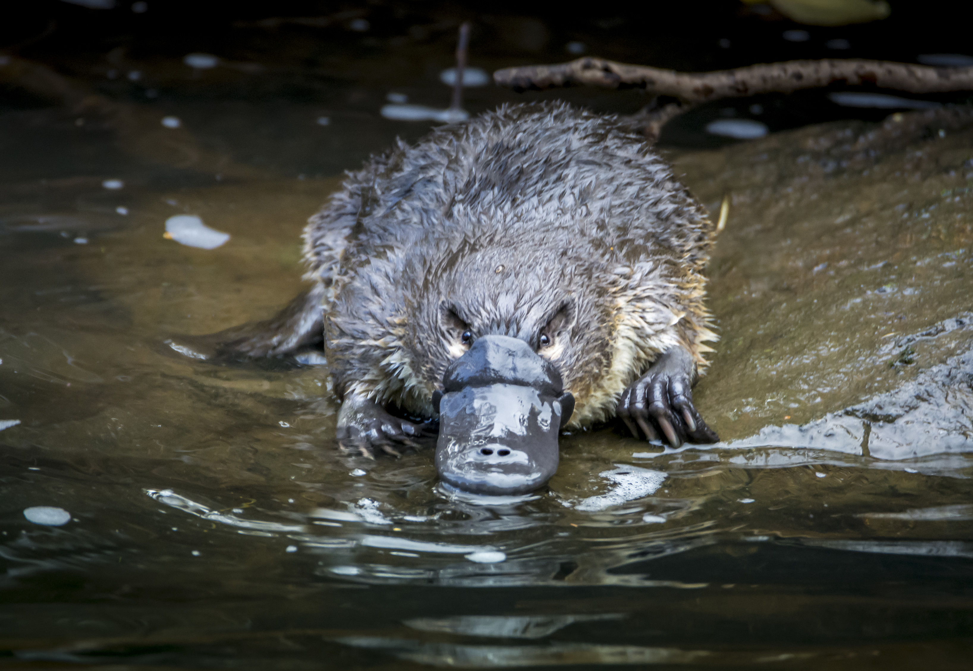 Dramatic close up image of a Platypus resting on a rock, in the water.