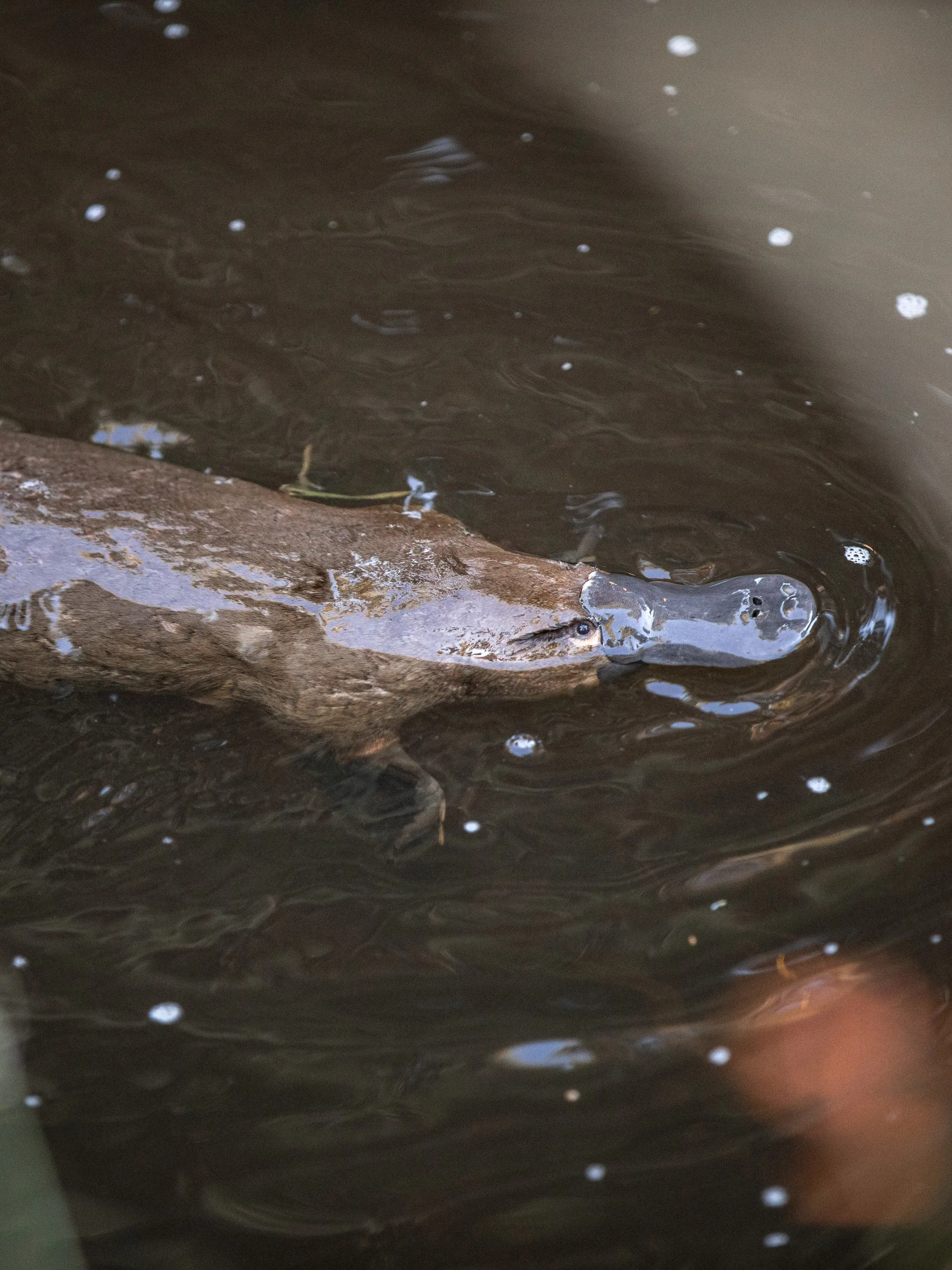 Side image of a Platypus with its head above the surface of the water.