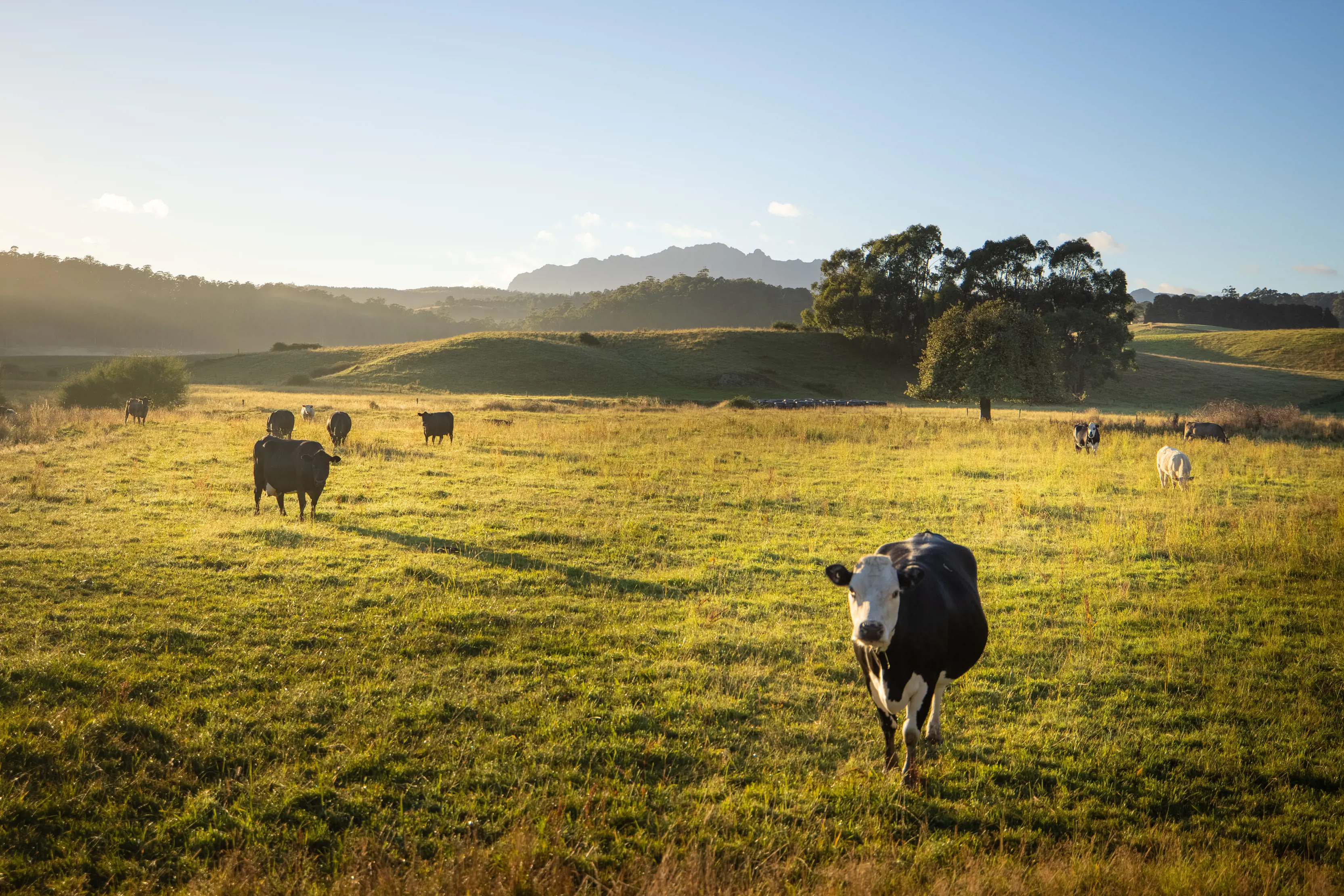 Cows grazing in a field on sunrise with Mt roland in the far distance.