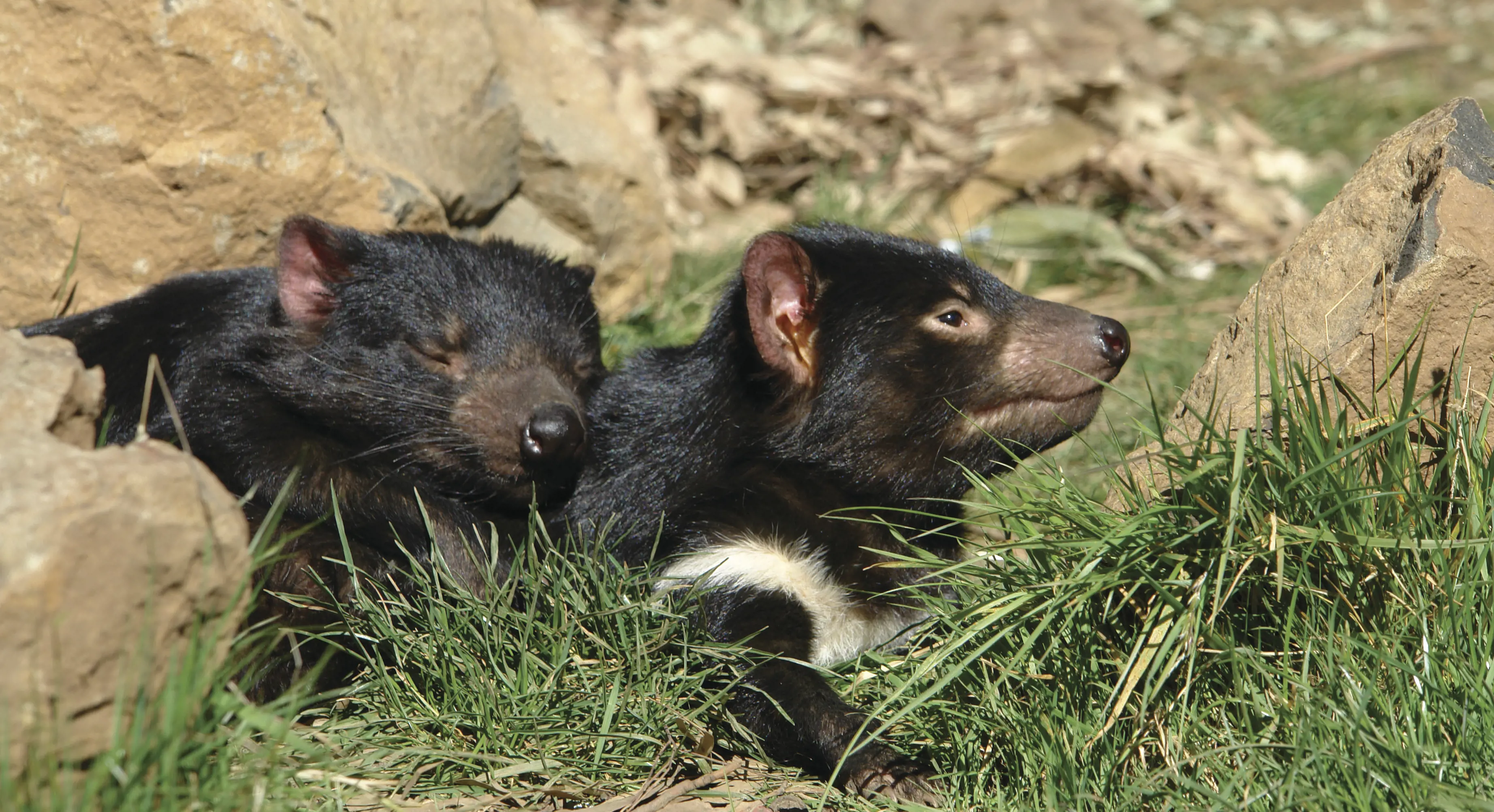Up close image of two Tasmanian Devils with one sleeping on the other as the other is on lookout.