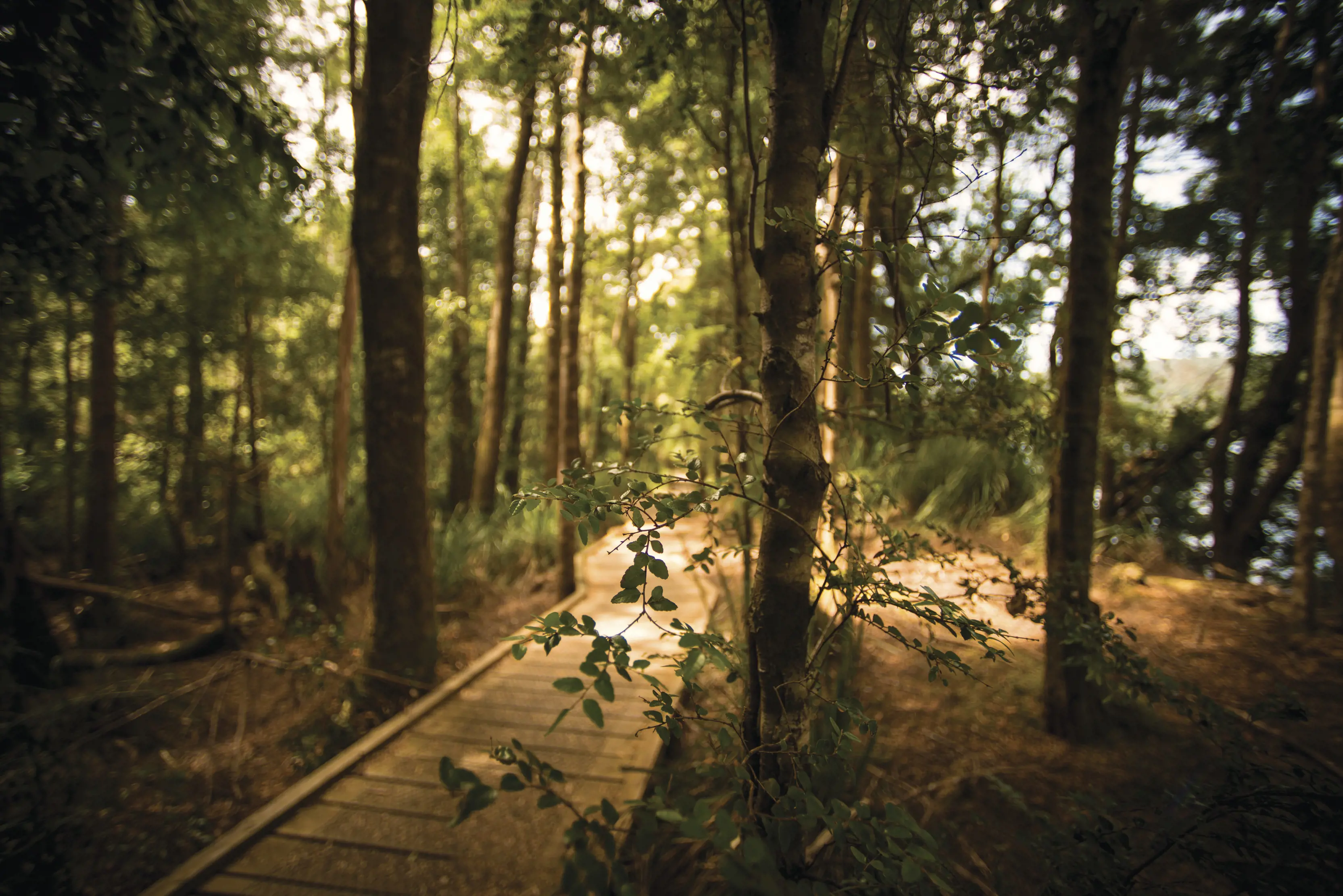 Huon Pine Walking path lays along the Tasmanian rainforest floor.  