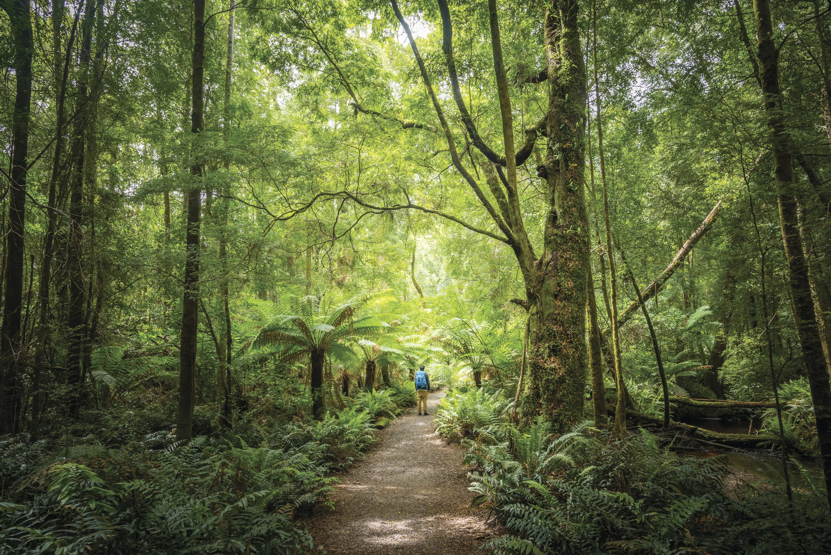 Man walking along Hogarth Falls track surrounded by vibrant green trees and ferns