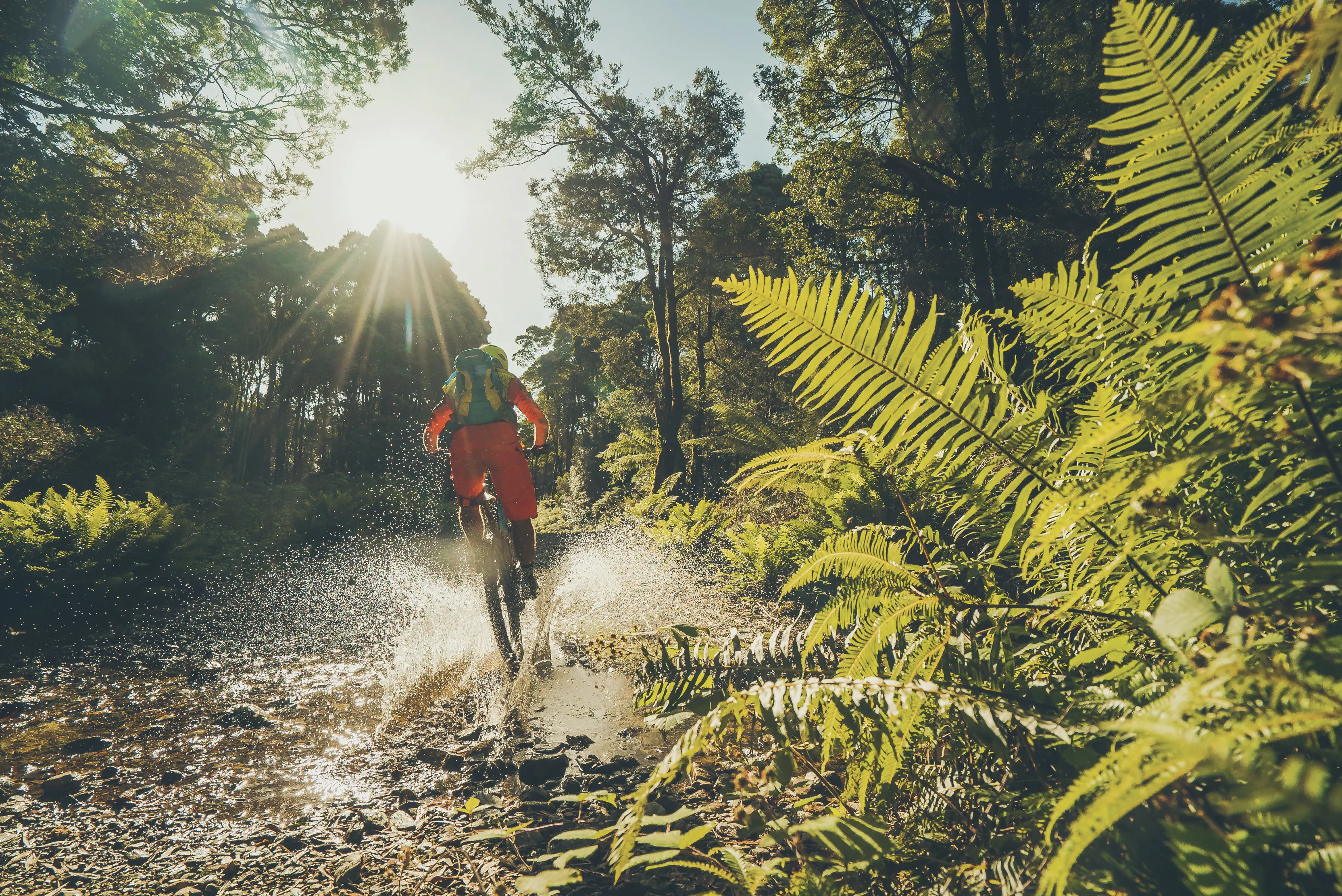 A biker rides in the heart of the Sterling Valley Track, down a single trail which descends from the flanks of Mt Murchison down into Rosebery.