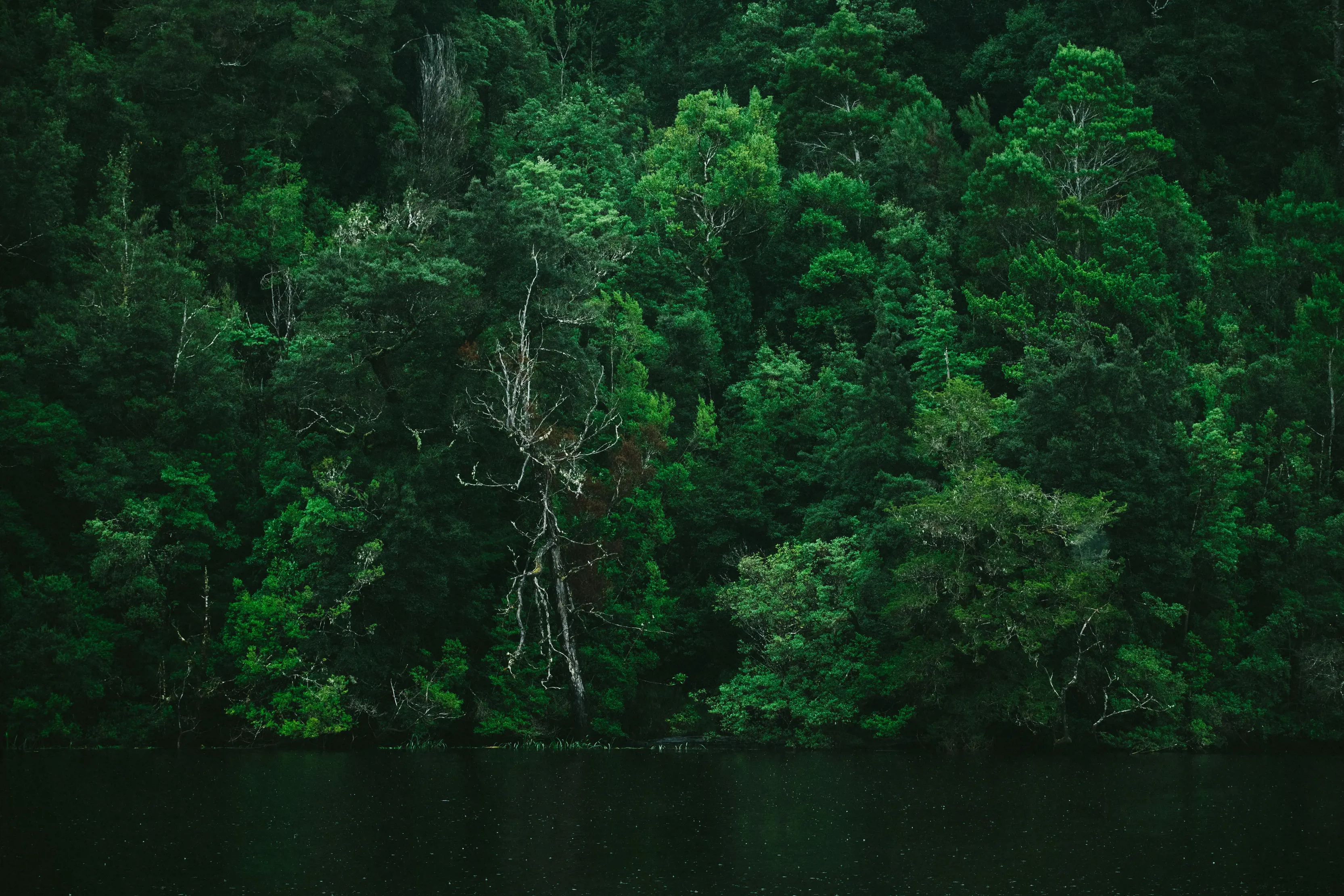 Lush, green trees intertwined along the Pieman River.