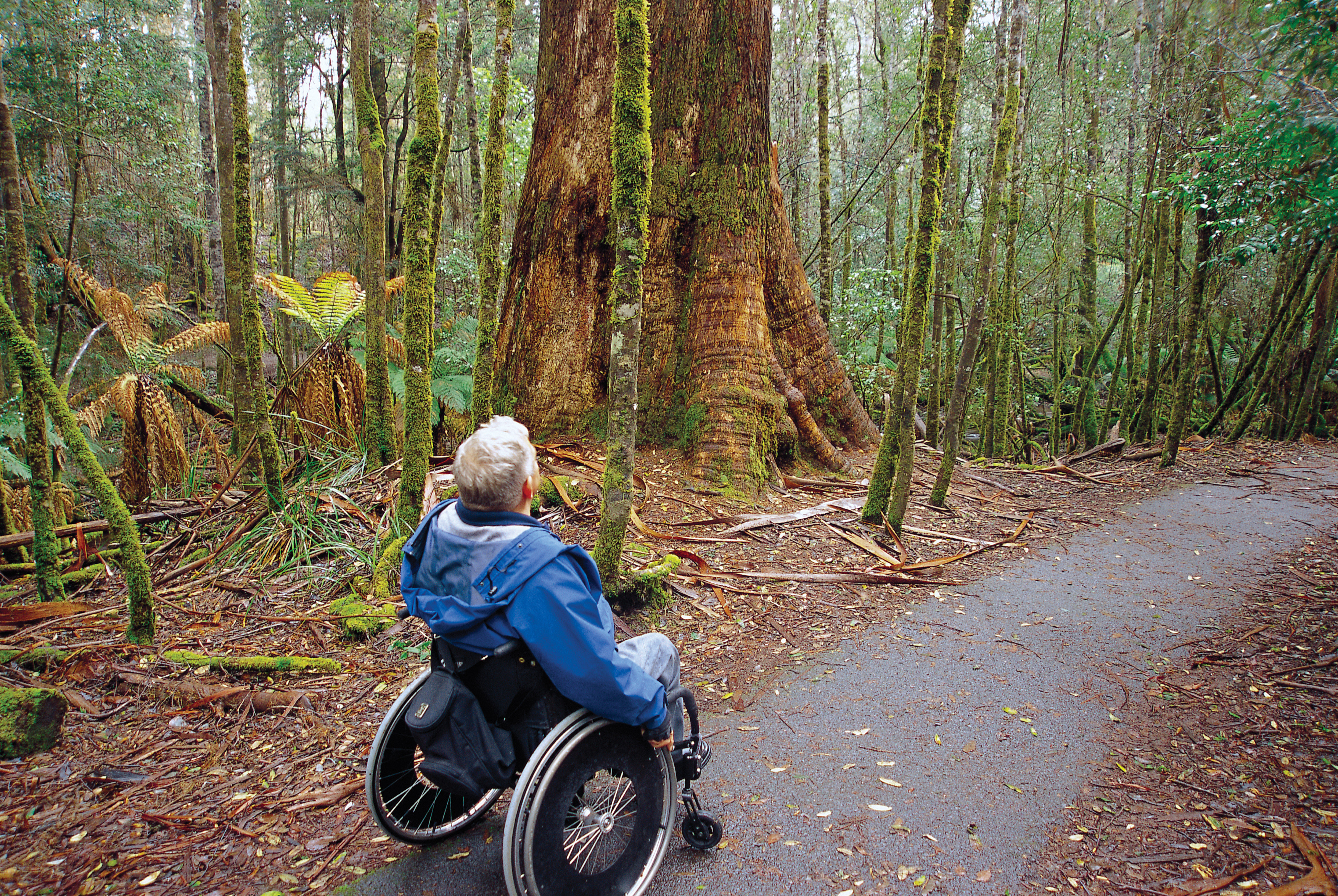 A stunning image of a man in wheelchair travelling on the Russell Falls track, surrounded by ferns and trees.