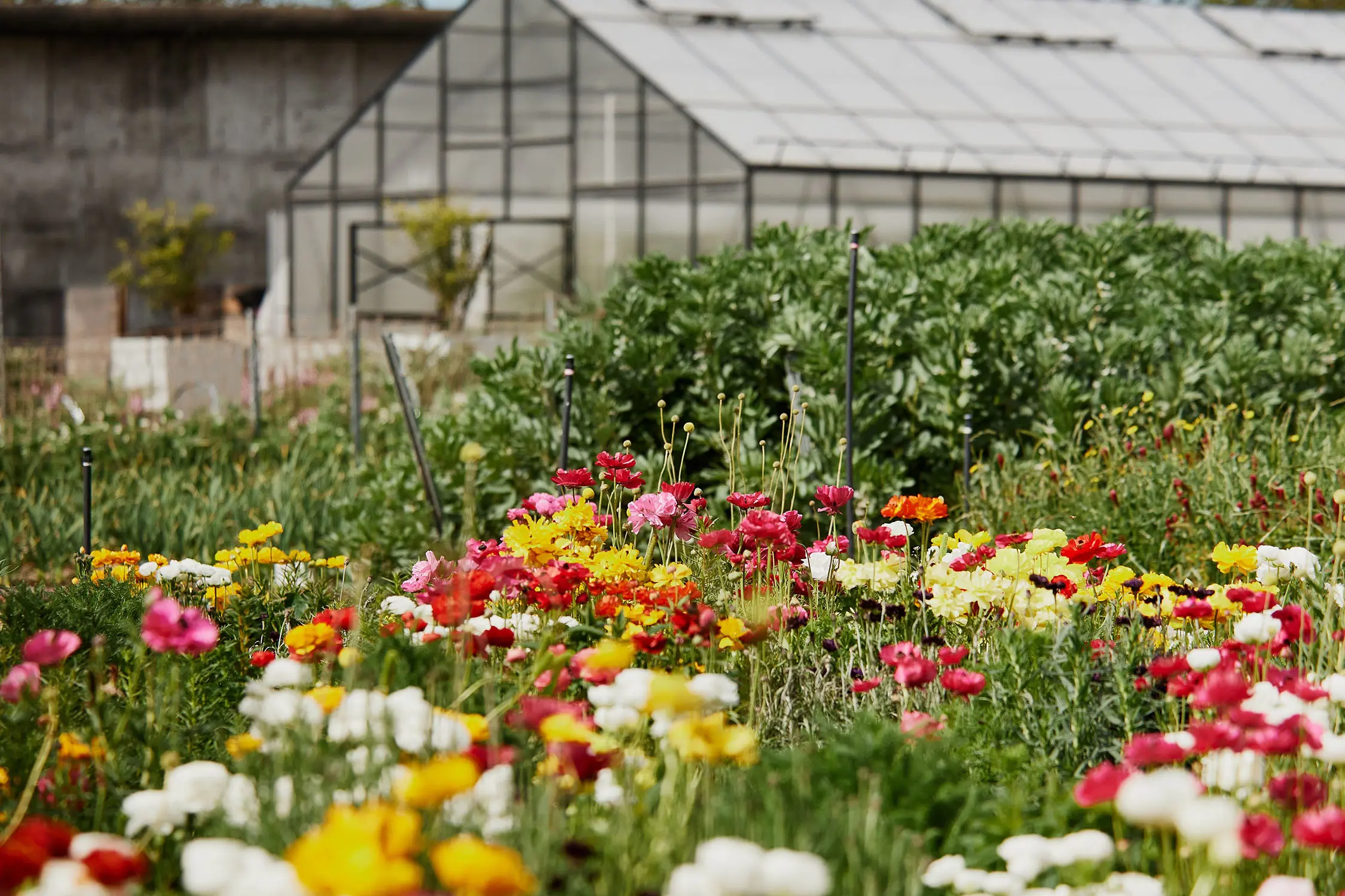 A field of colourful wildflowers in bloom, in front of a greenhouse backdrop.