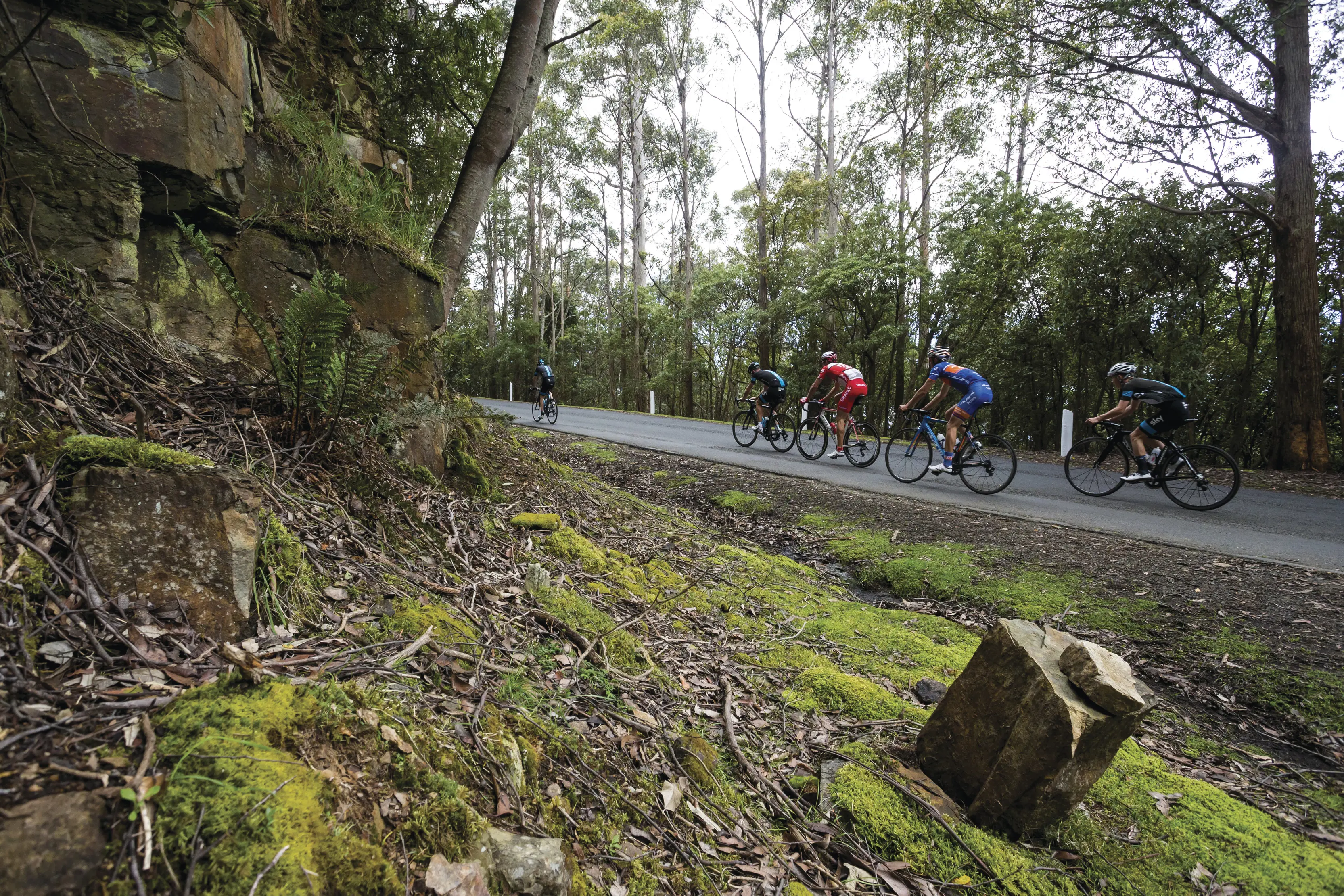 Four cyclists, cycling along a road on kunanyi / Mt Wellington, surrounded by trees and lush greenery.