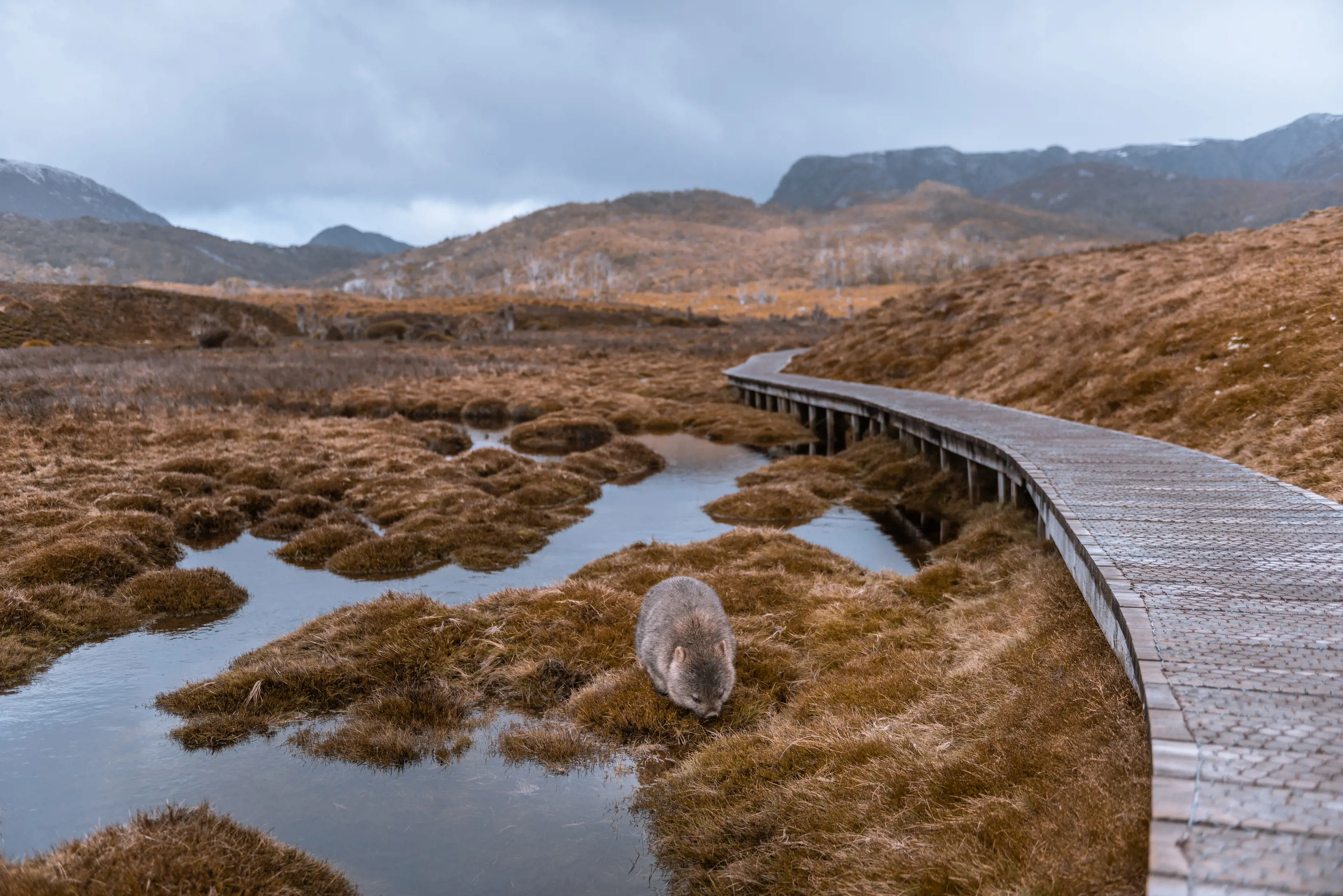 Wombat beside the Overland Track boardwalk at Ronny Creek, Cradle Mountain.