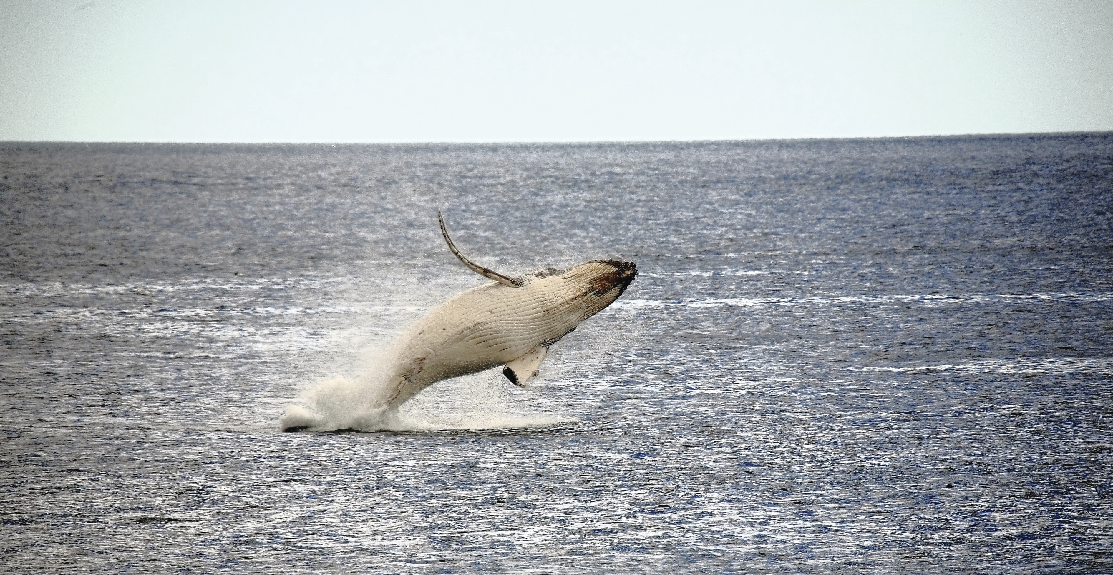 A Humpback Whale calf breaching the water in Bechino. Horizon line behind. 