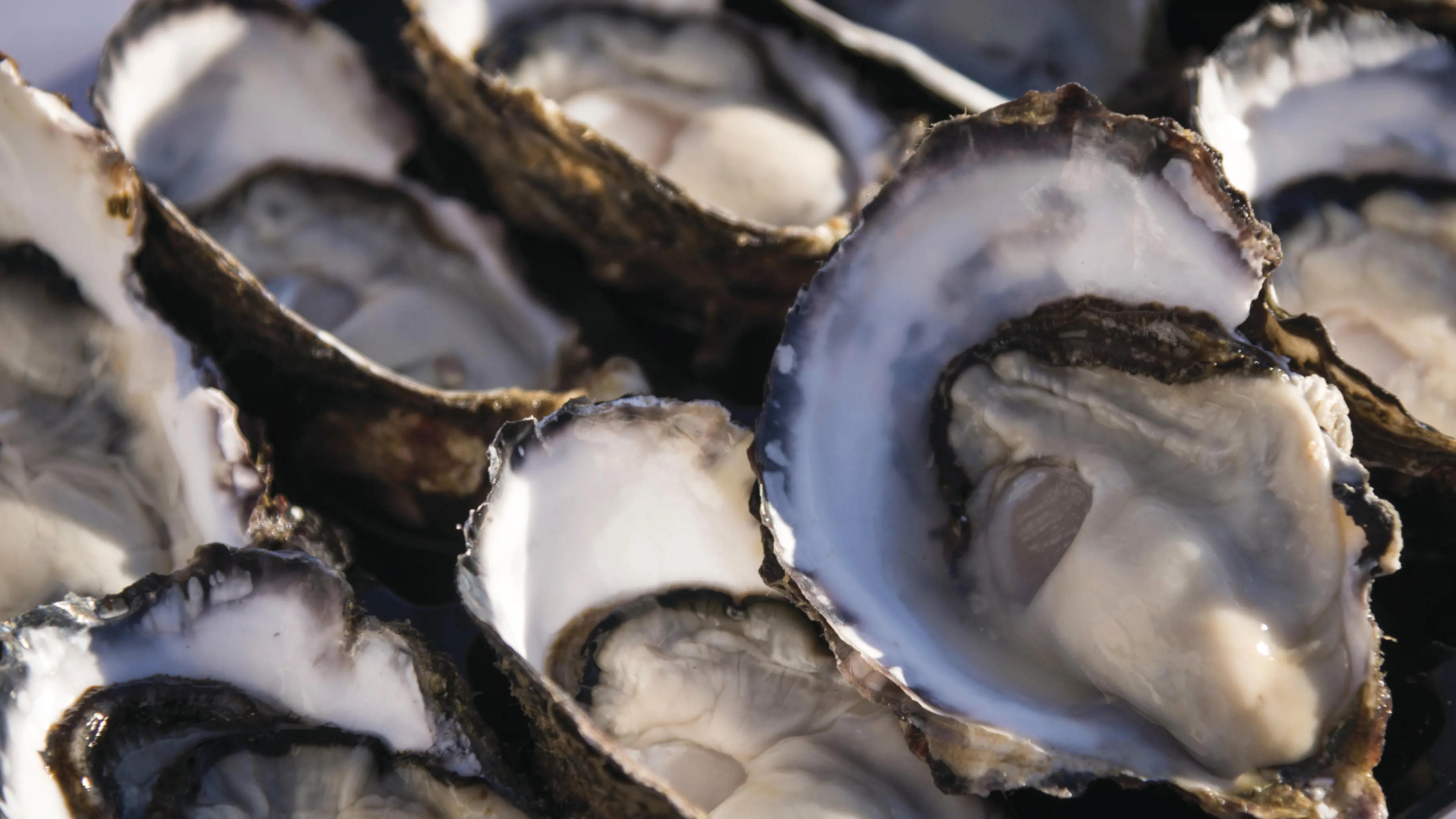 Beautiful oysters, lined up and ready for the eating at Melshell Oysters Farm Gate