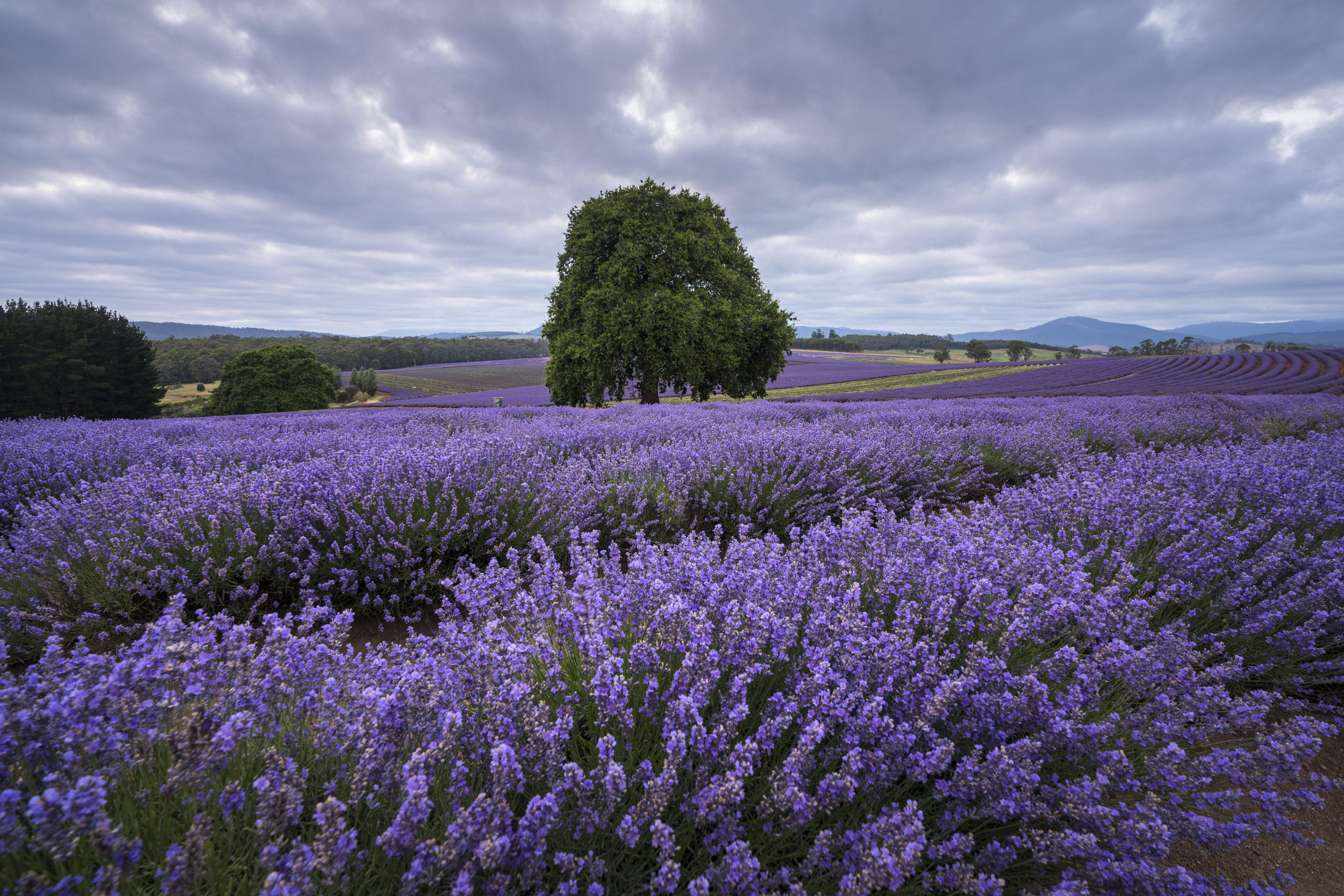 A field of purple lavender 