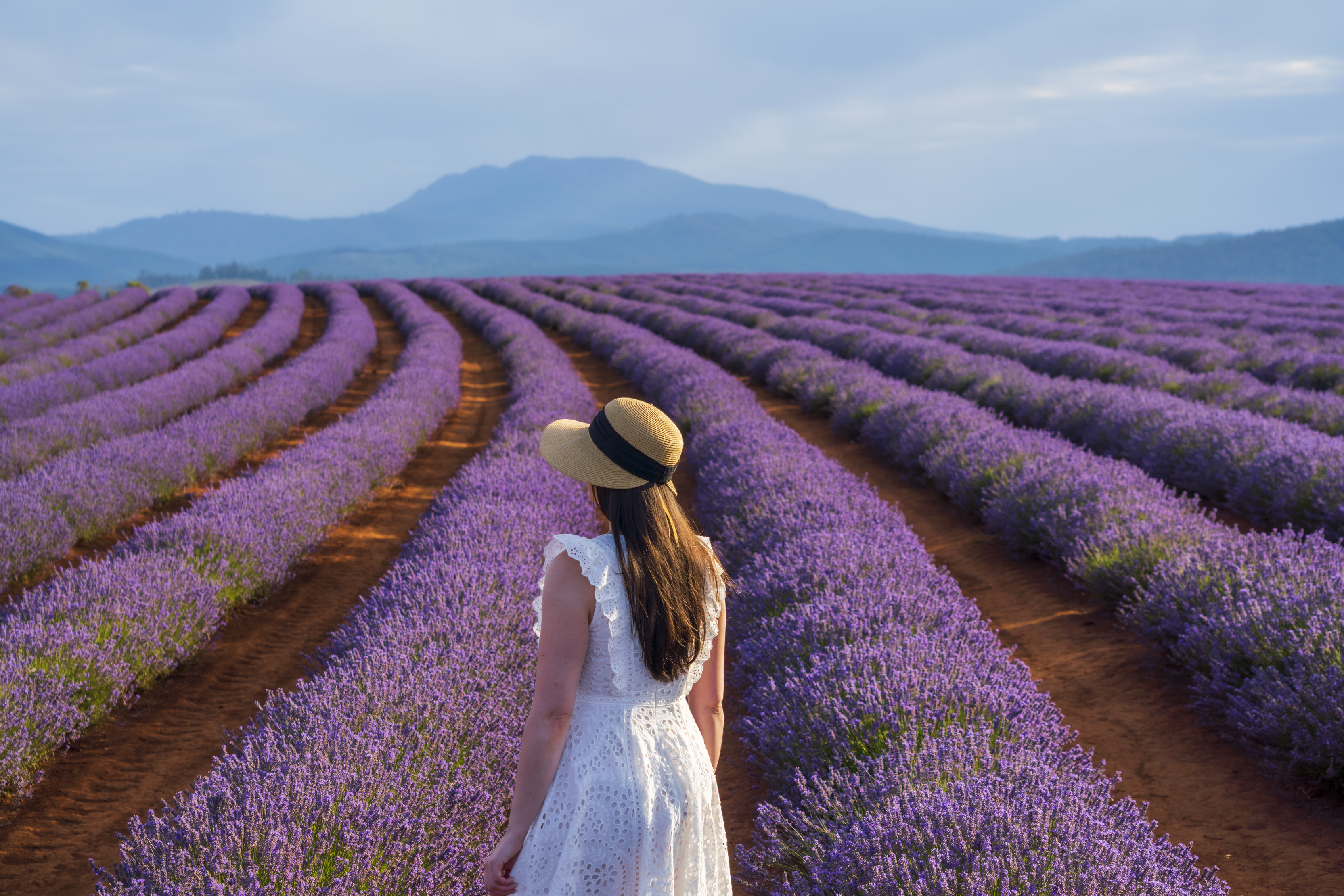 A girl walking through the purple fields of the bridestowe Lavender Estate