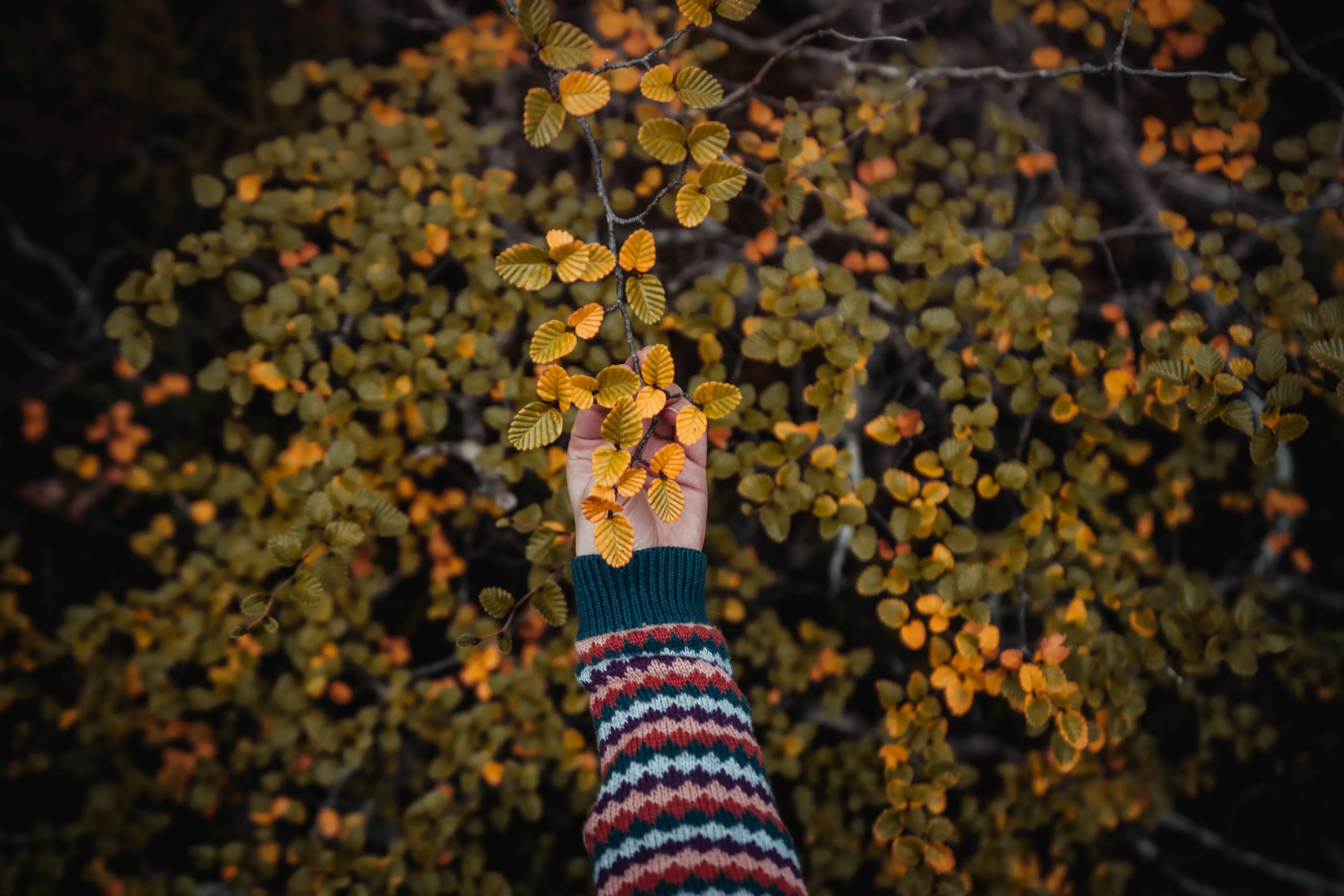 A hand reaches out to grab fagus at Cradle Mountain.