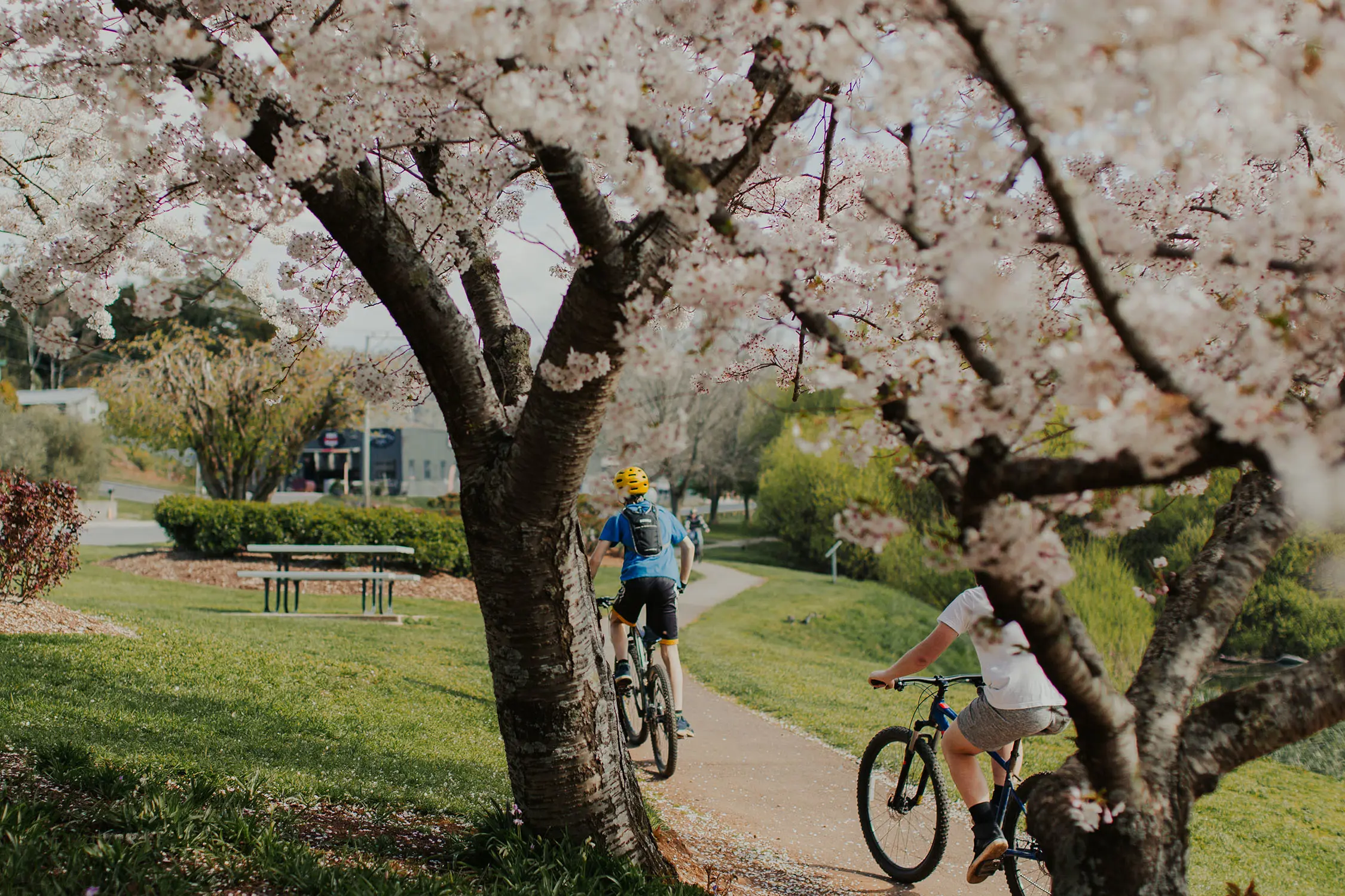 Two people ride bikes along a footpath through a grassy park area, framed by cherry blossom trees in full bloom.
