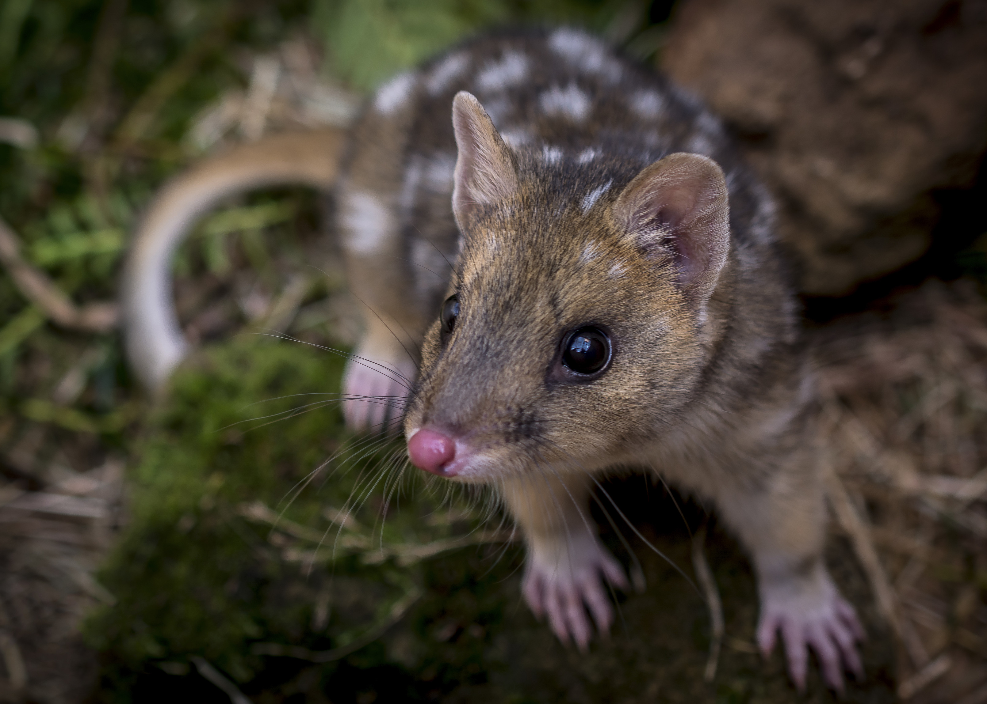 Adorable close up image of an Eastern Quoll, coming to say hello.