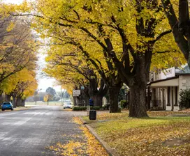 Beautiful autumn colours fill Church Street, in Ross. Large yellow trees line down the street.