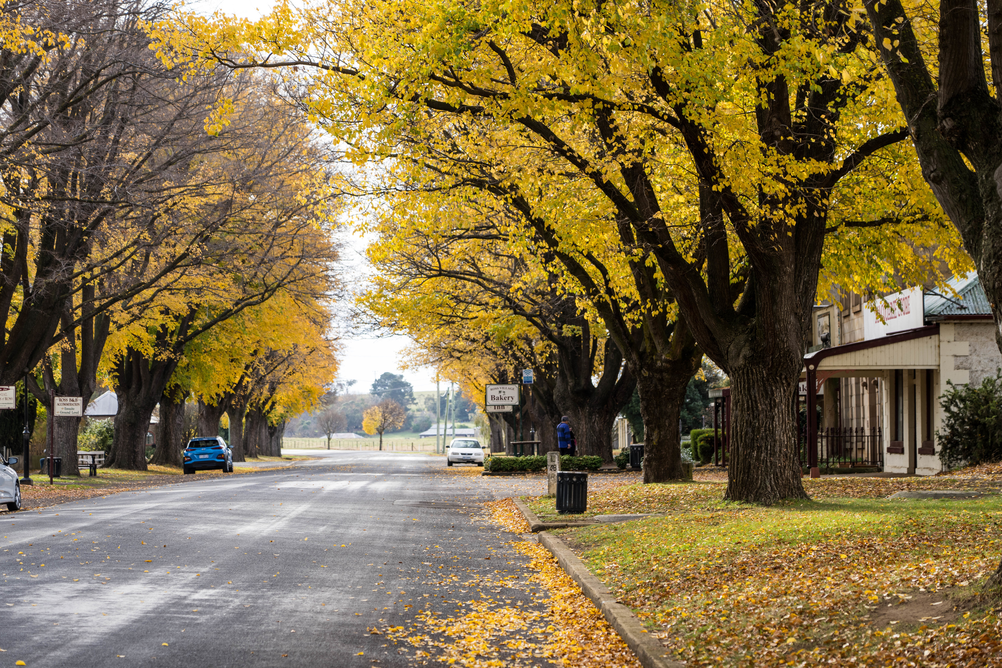 Beautiful autumn colours fill Church Street, in Ross. Large yellow trees line down the street.
