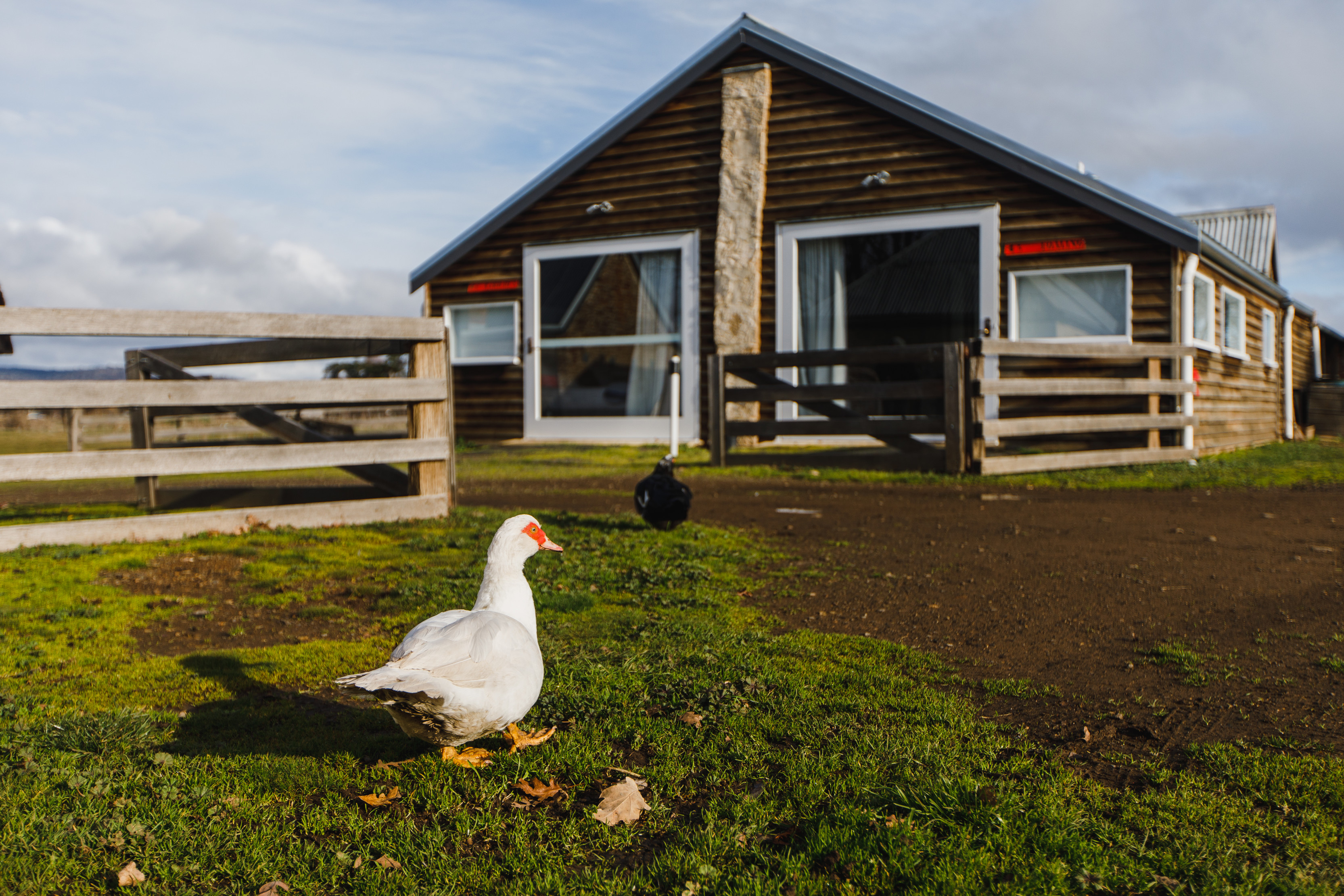 A duck standing in front of the Ratho Farm. Farm house in the background.