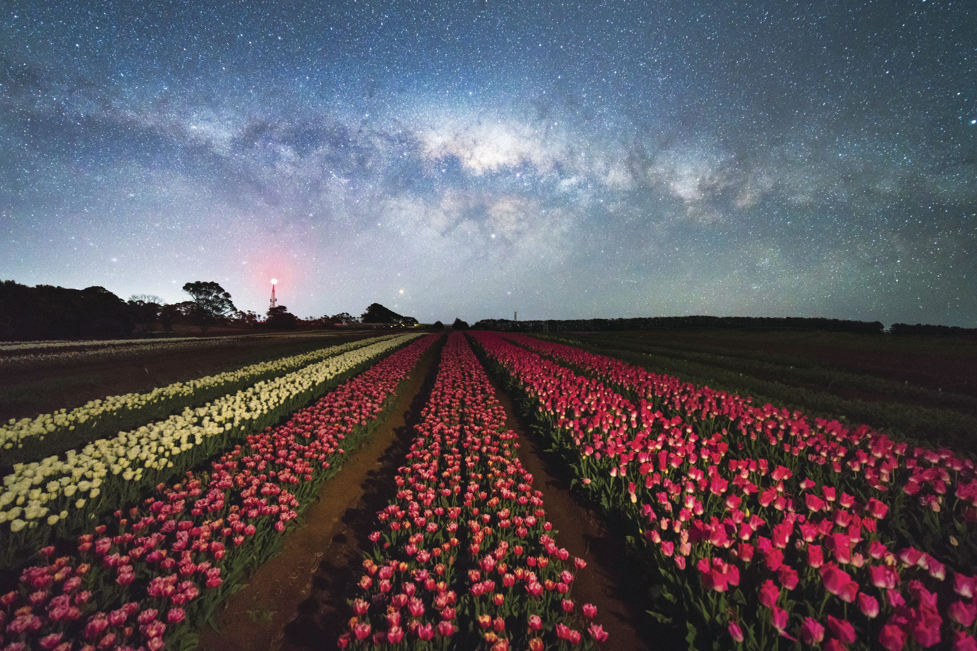 An image of Table Cape Tulip Farm at night, with the milkyway above the farm.