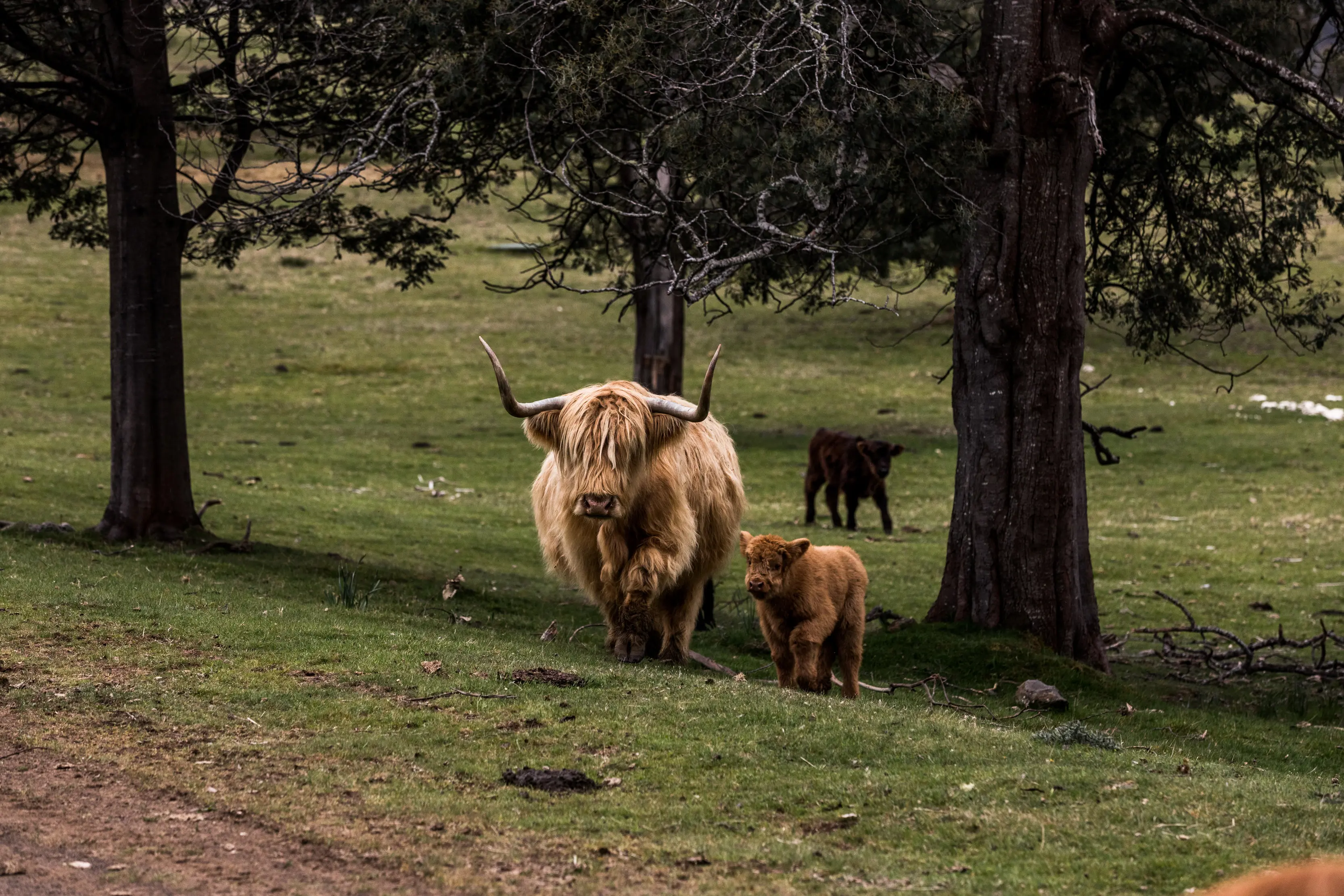 Highland Cows - Tarraleah Estate