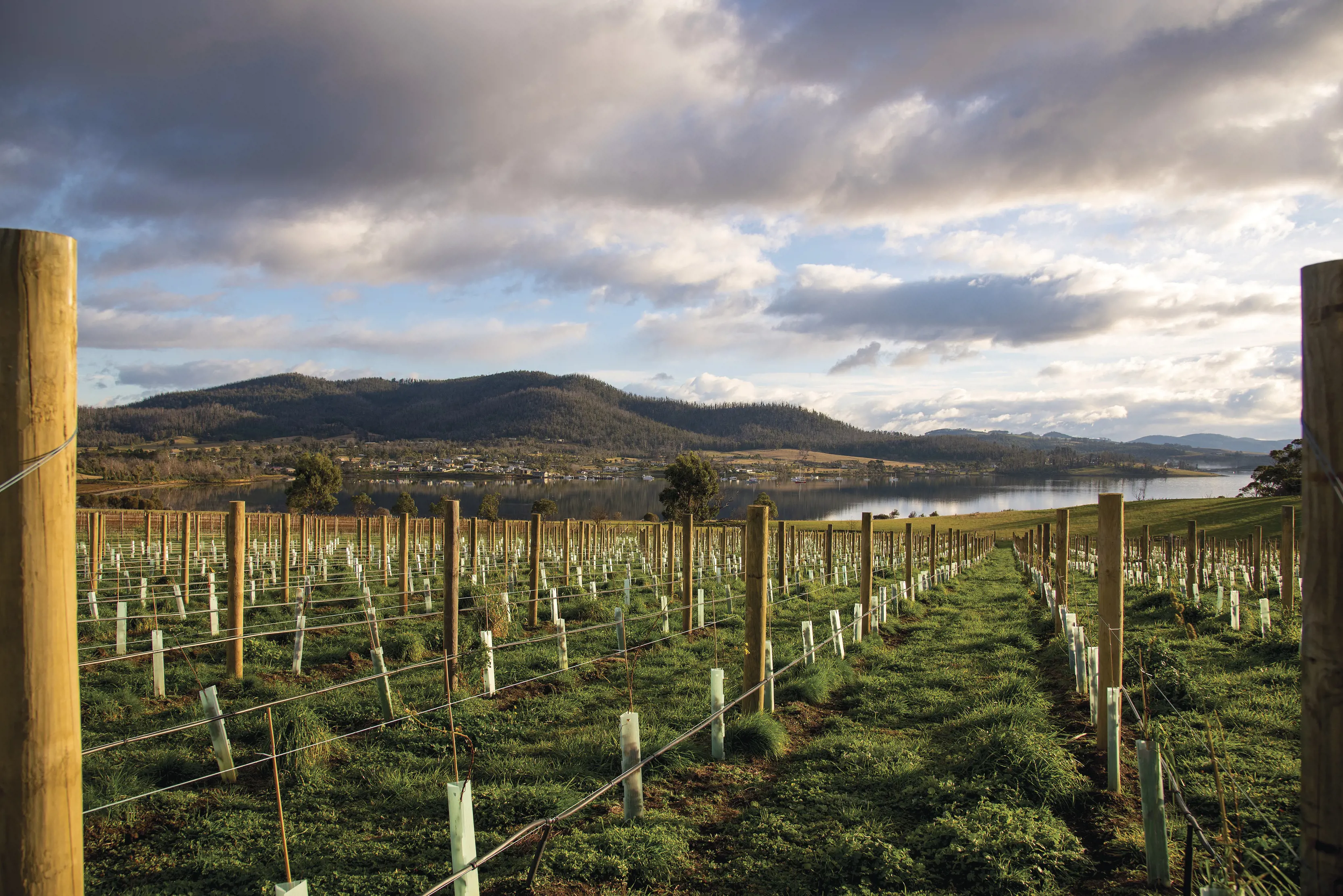 Landscape of Bangor Vineyard, mountains in the backdrop.