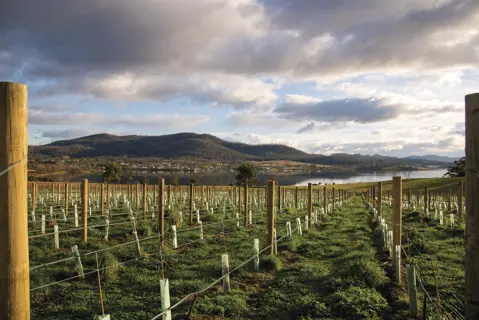 Landscape of Bangor Vineyard, mountains in the backdrop.