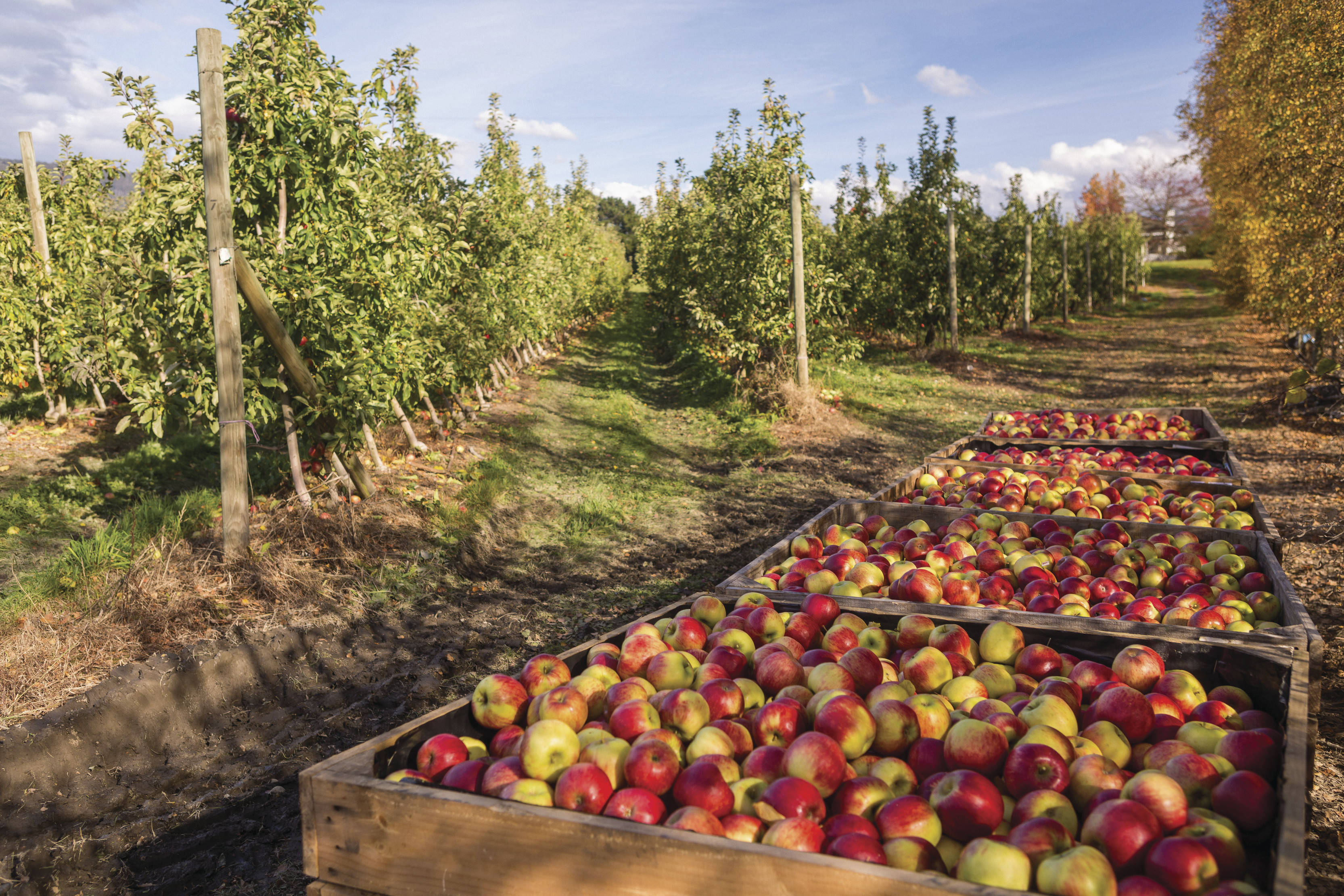 Stunning image of four large crates full of apples that have been picked from the field right next to them.