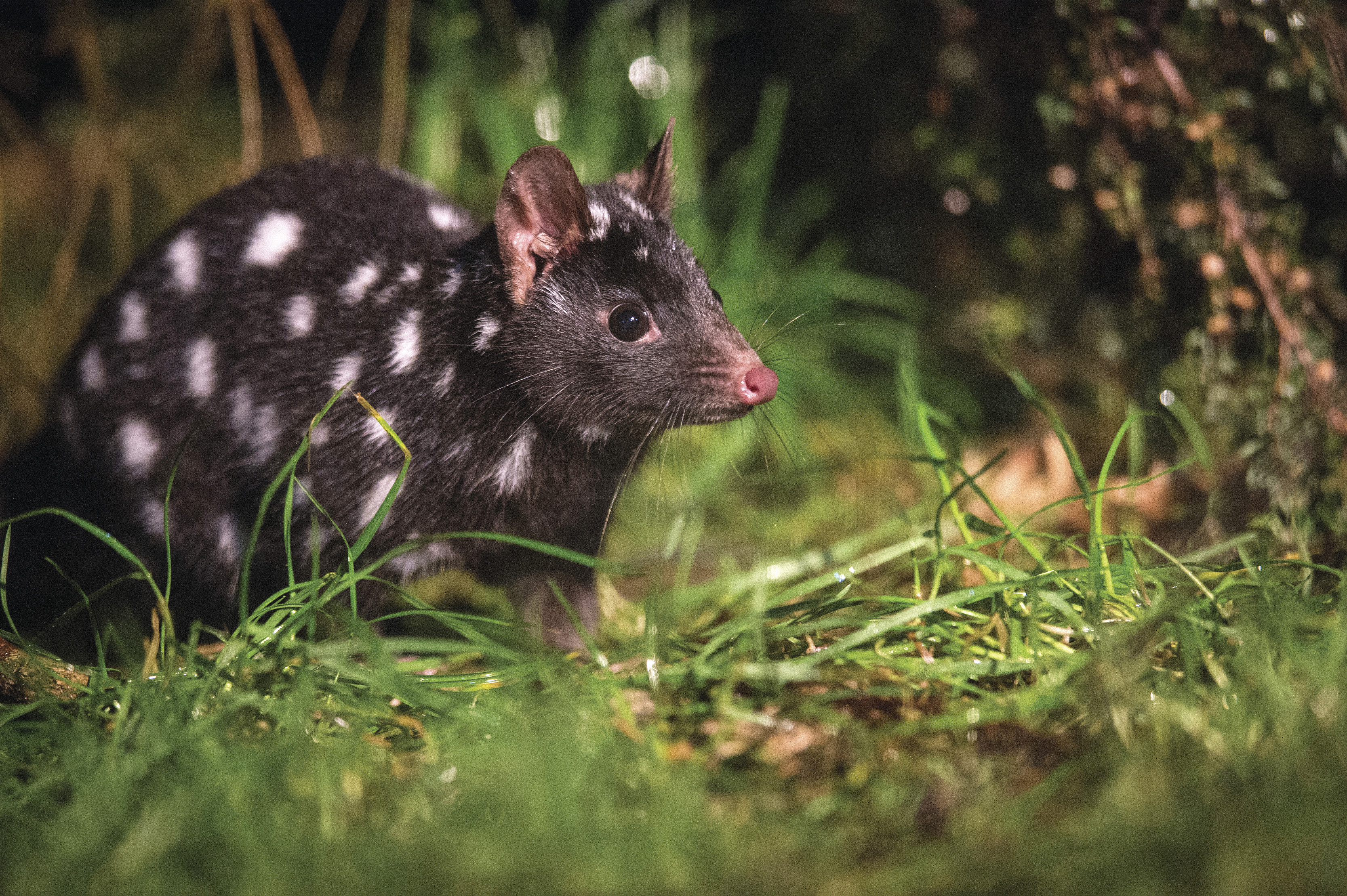 "Close up image of a Spotted-tail Quoll on lush, green grass. Captured at Devils @ Cradle, Tasmanian Devil Sanctuary.  "