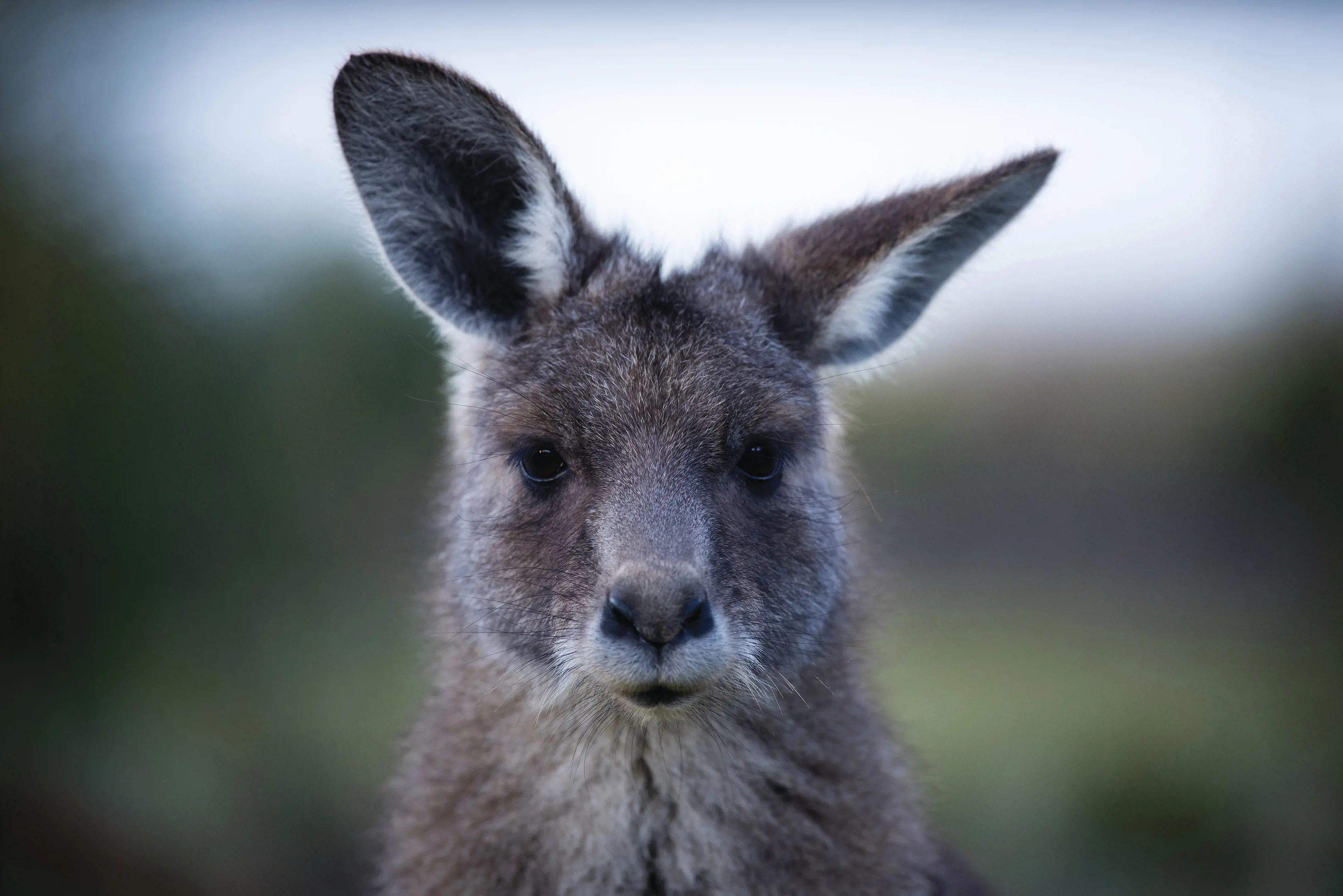 close up of a Kangaroo looking straight at the camera, in the centre of the image.