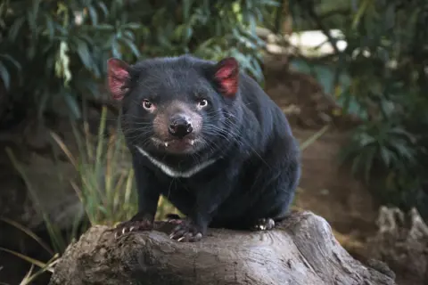 Close up image of a Tasmanian Devil on a log, smiling for the camera, at Bonorong Wildlife Park.
