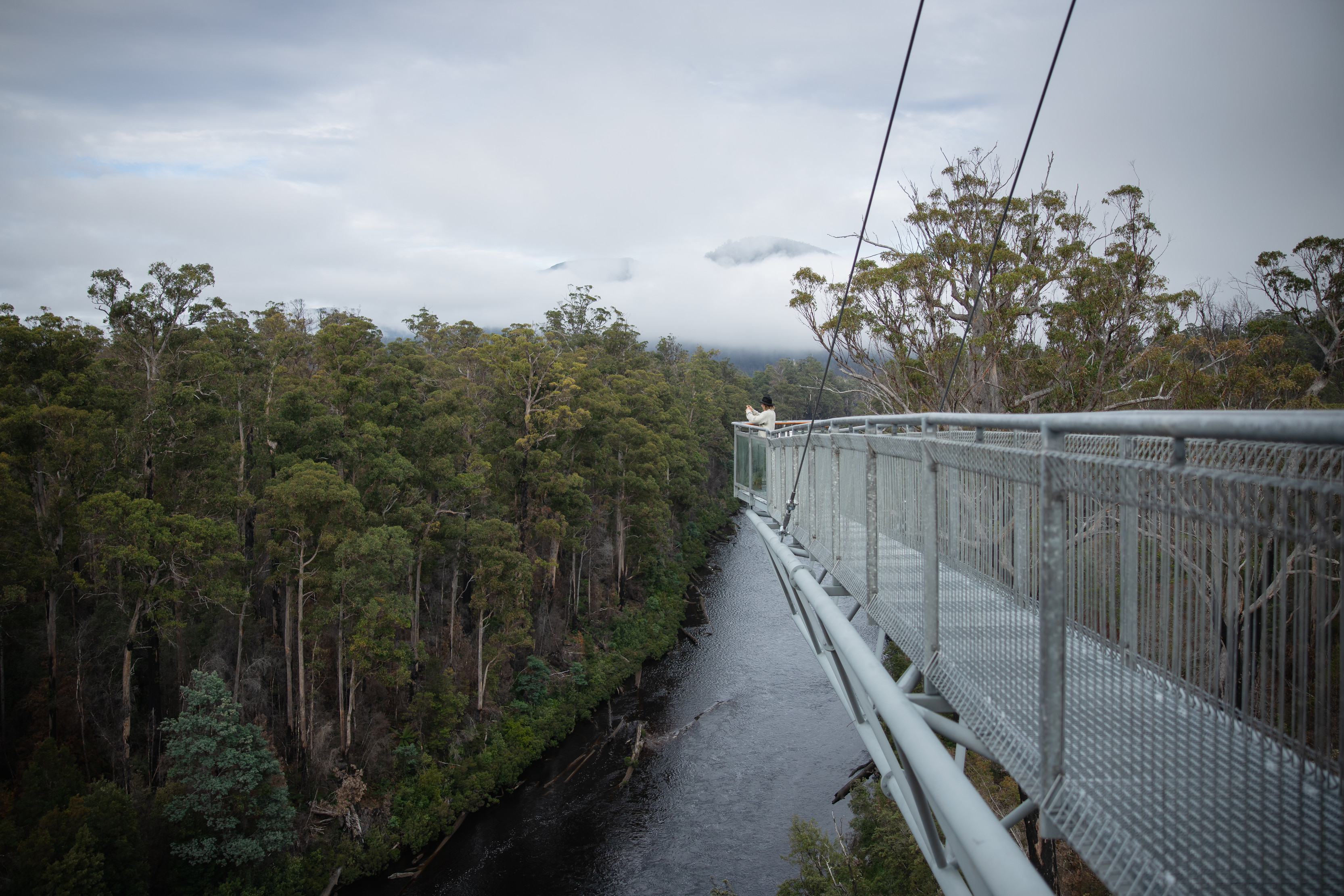 Wide shot of Tahune Airwalk, a walkway elevated 30 metres above the forest floor.
