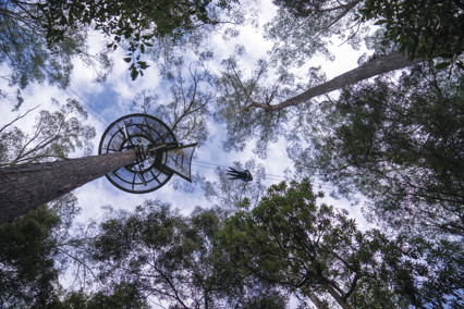 Taken from the ground looking up at a traveller enjoying a tree top adventure at Hollybank Wilderness Adventures.