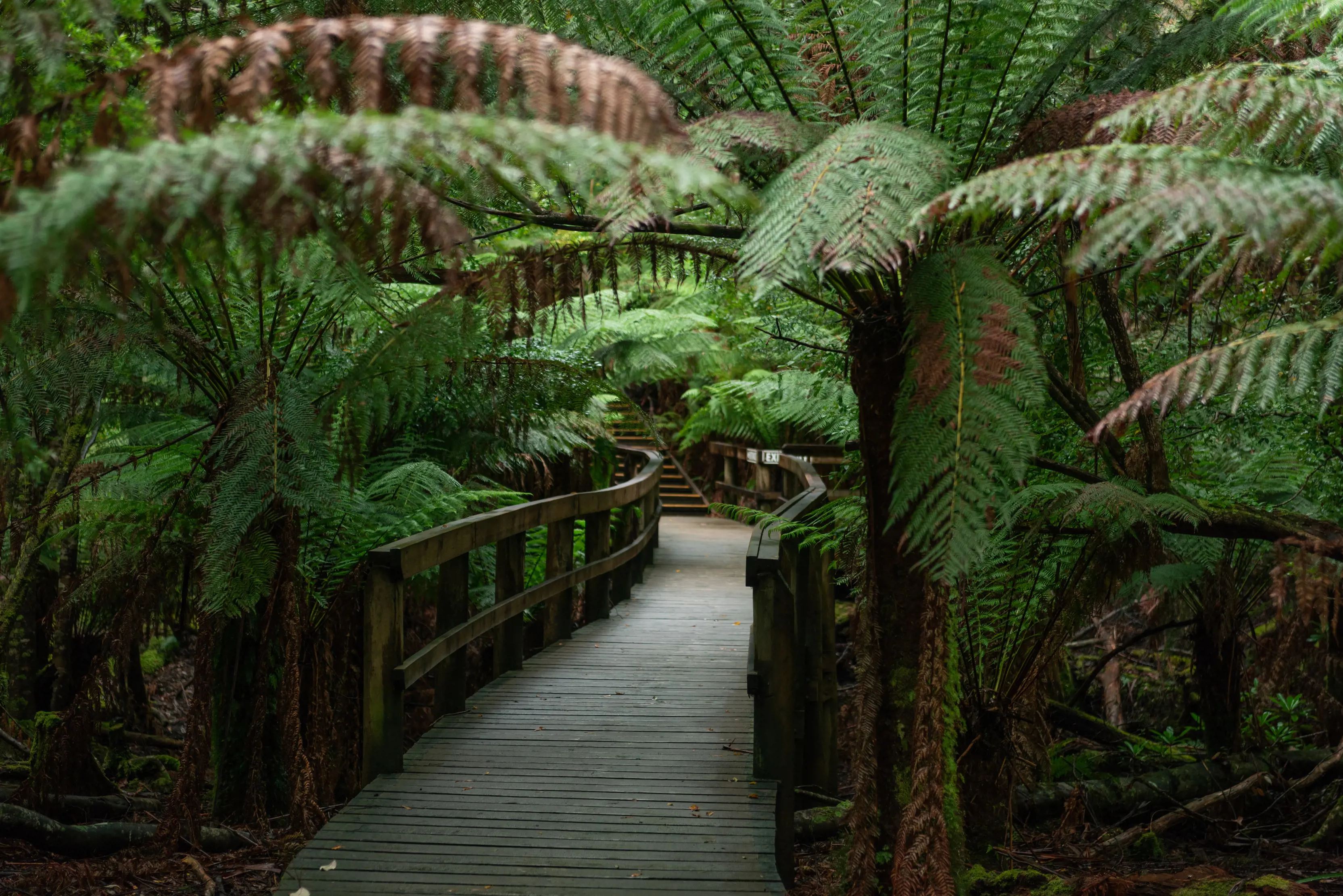 A charming wooden boardwalk is surrounded by lush, dense, green ferns on either side on the walk to Hastings Caves and Thermal Springs.