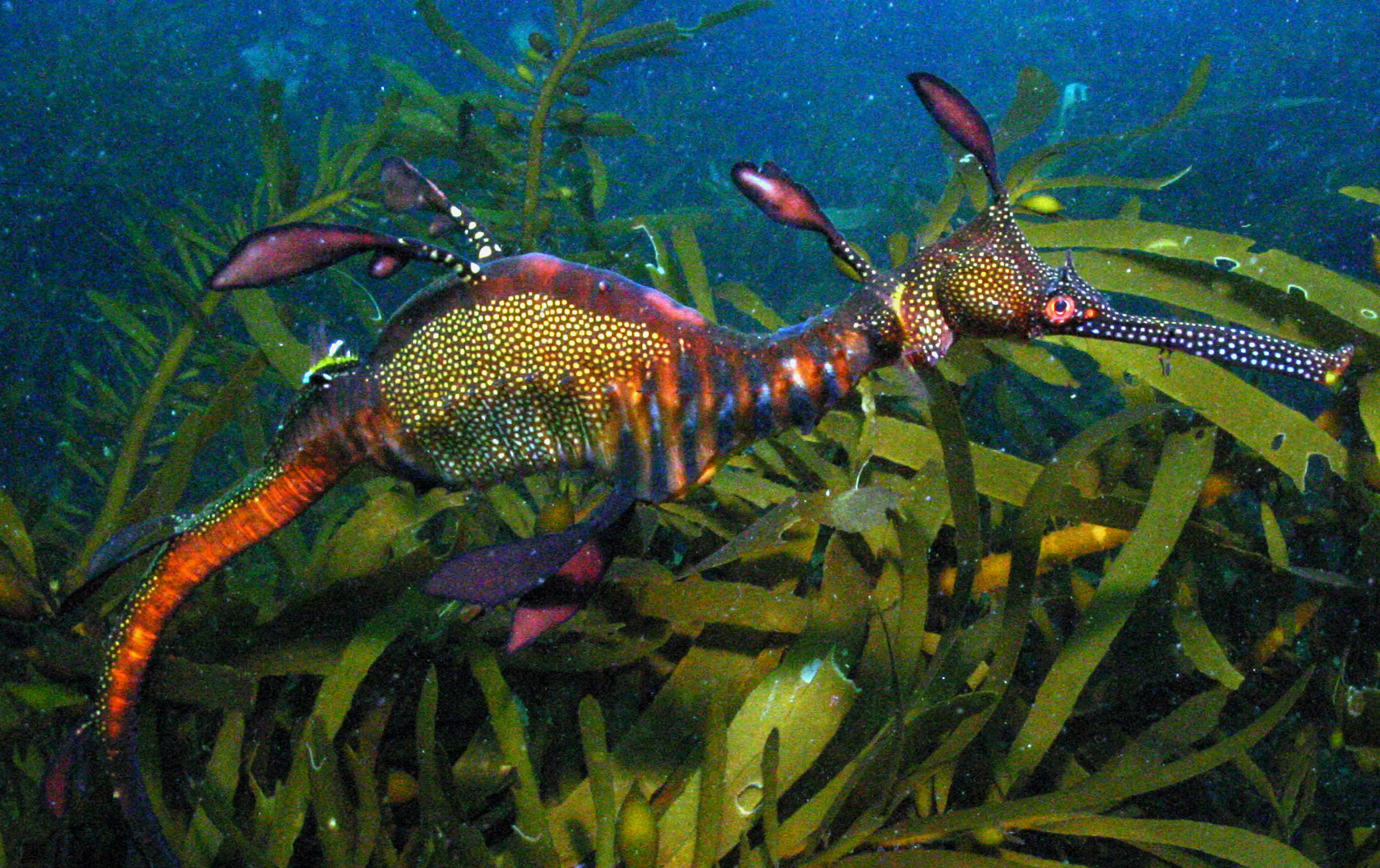 Underwater diving image of the colourful Weedy Seadragon at Governor Island Marine Reserve.