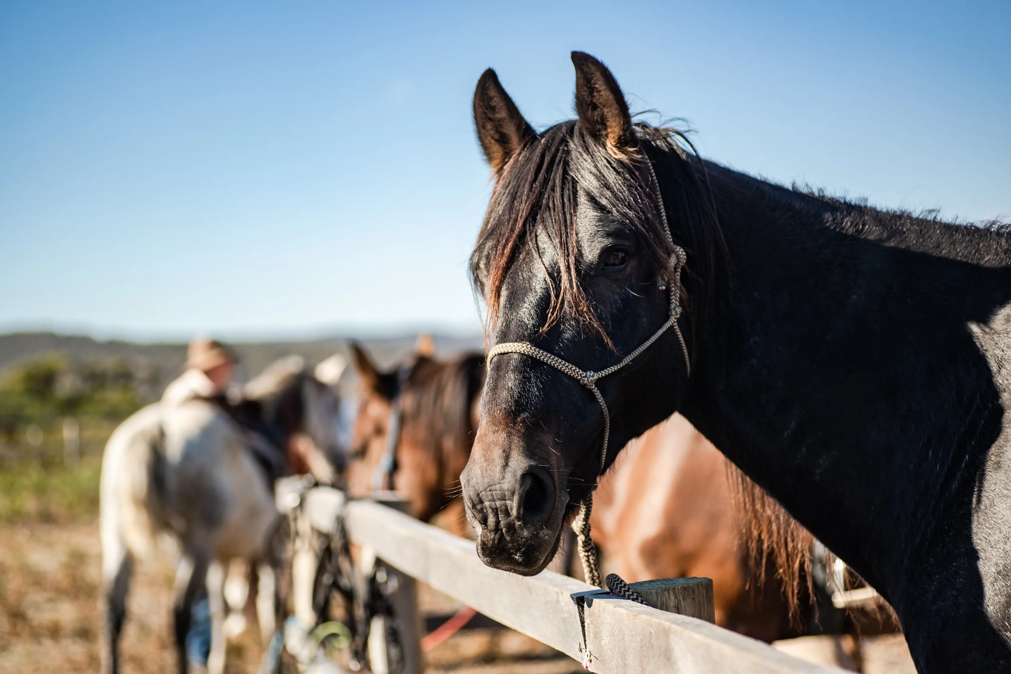 Horse yards, Narawntapu National Park